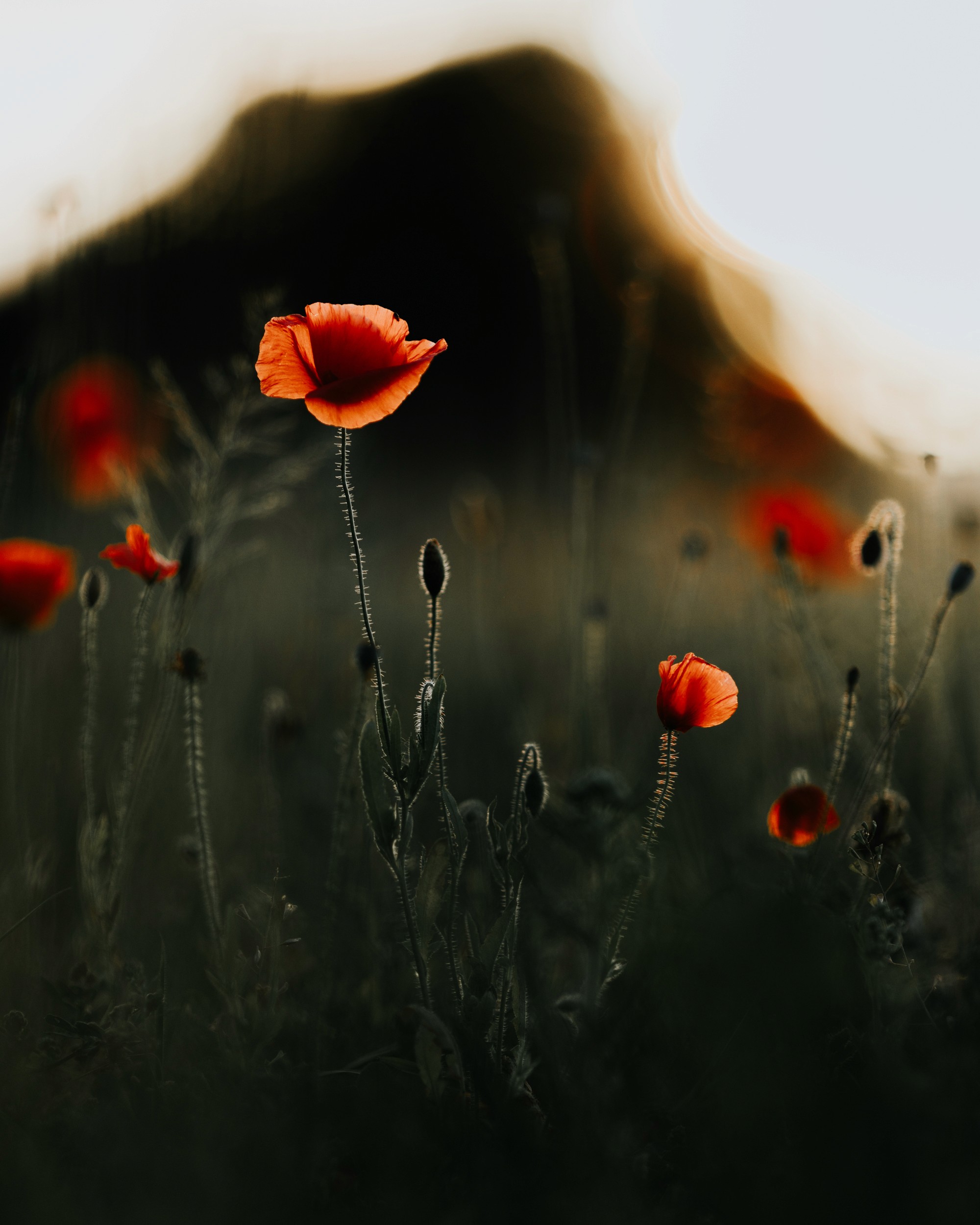 Woman portrait at Bellevoire