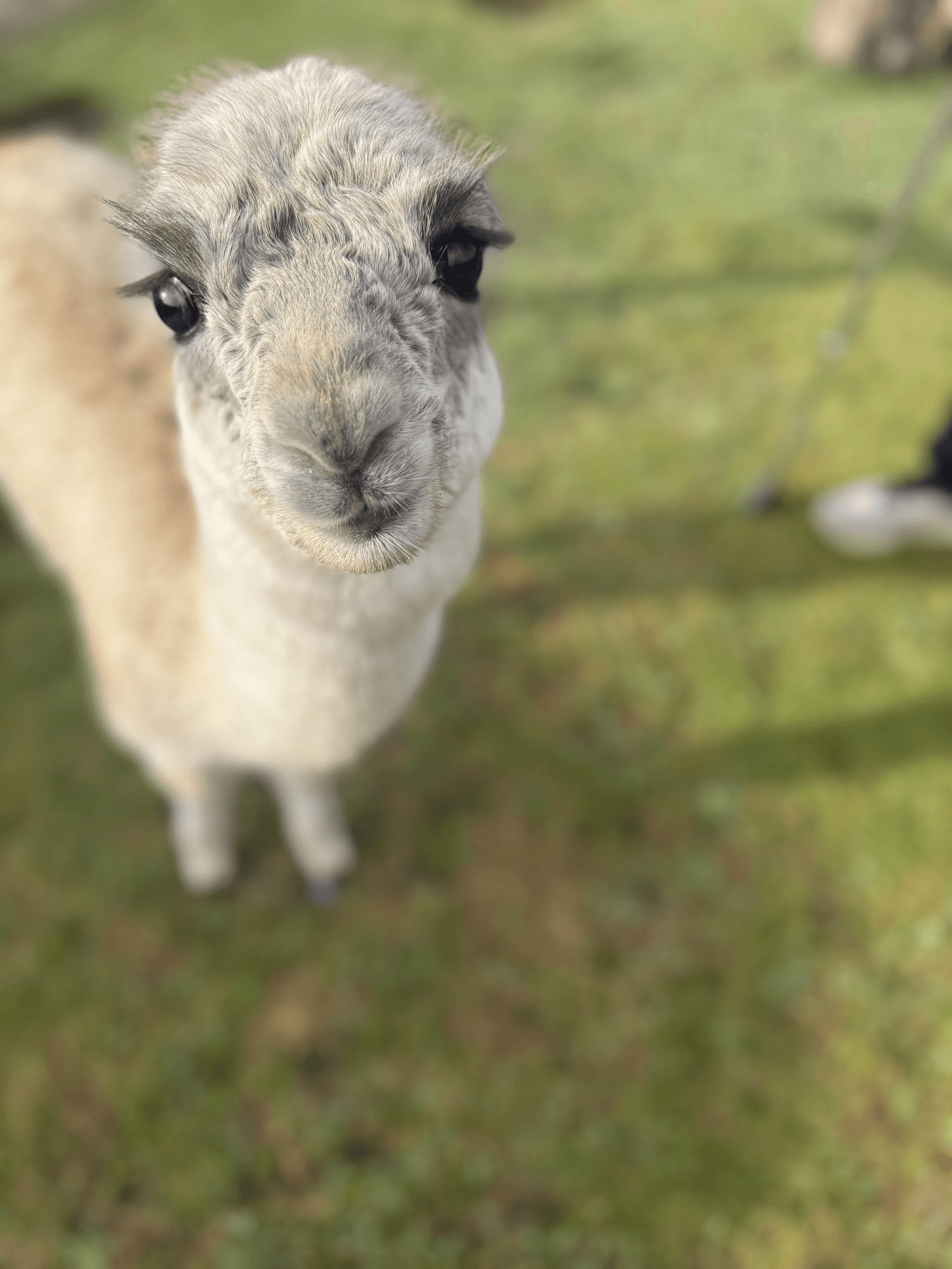 A young llama looking at the camera in Ecuador