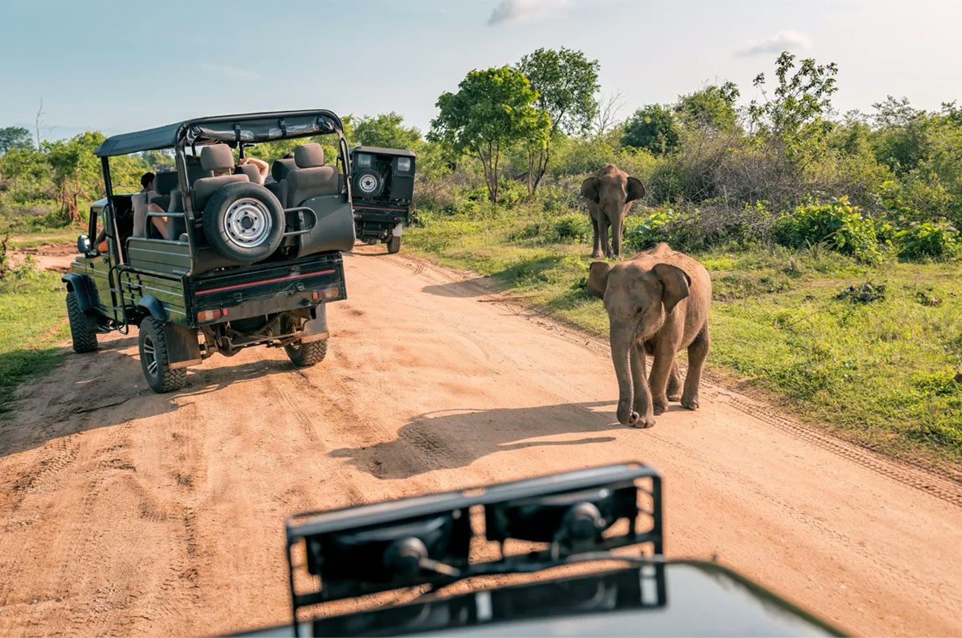 Elephants and safari vehicles on a track