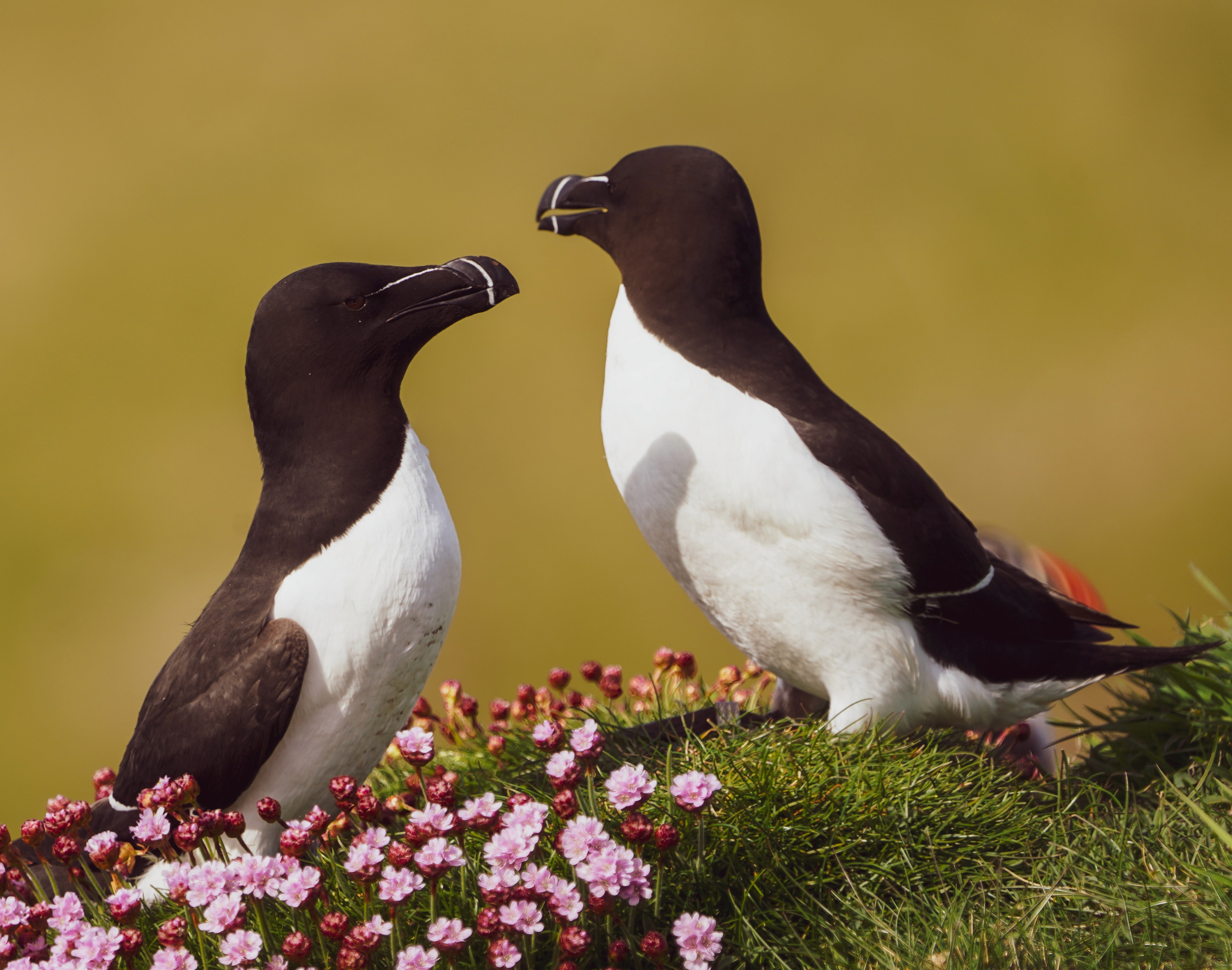Razorbill Pair