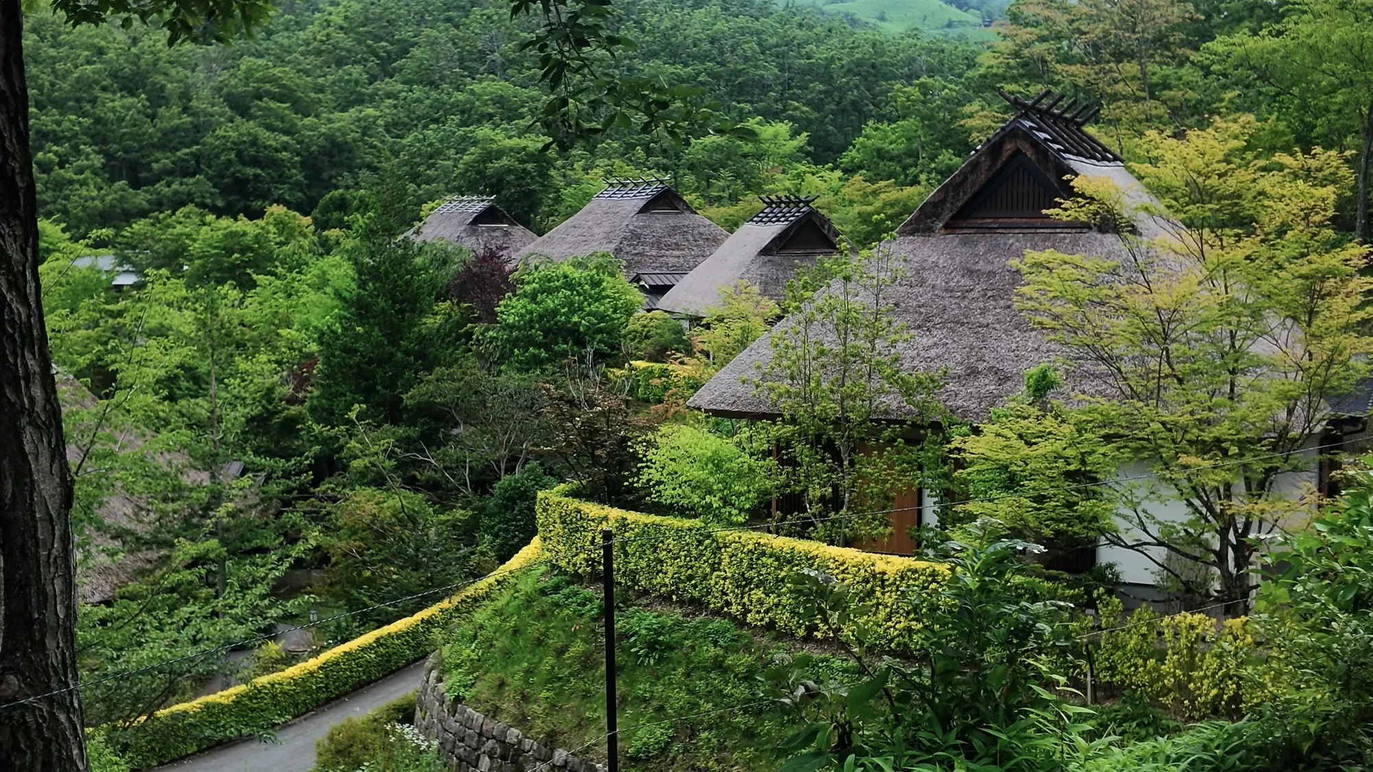 Thatched roofs at Kurokawa Onsen surrounded by summer green