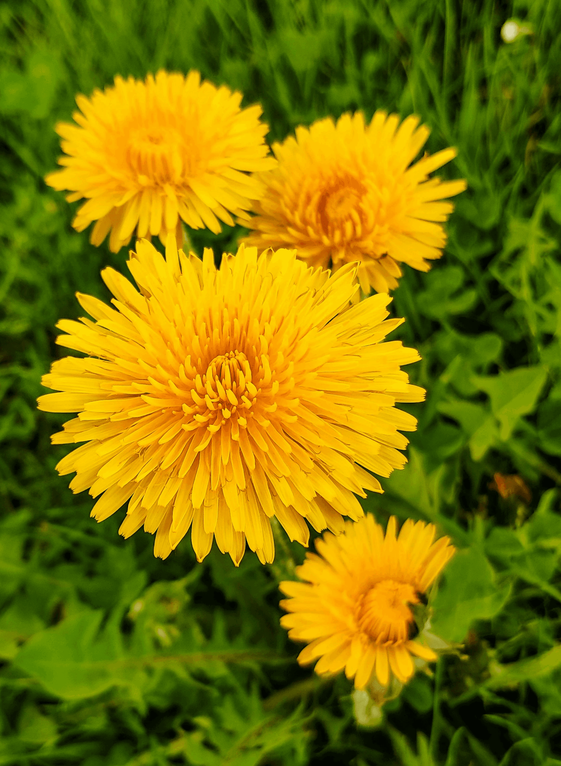 four yellow-petaled flowers