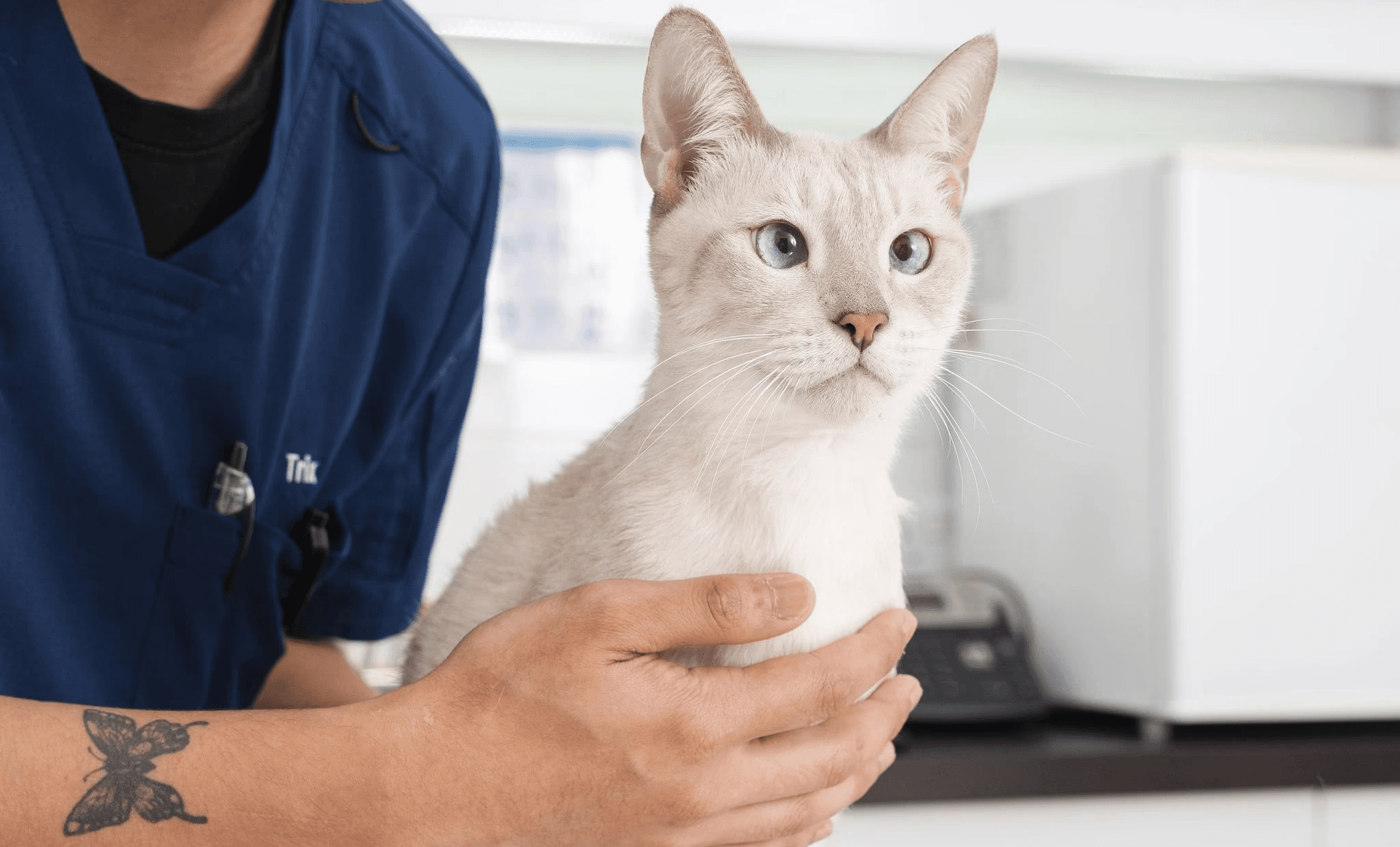 A veterinarian is holding a cat on its chest to keep it calm.