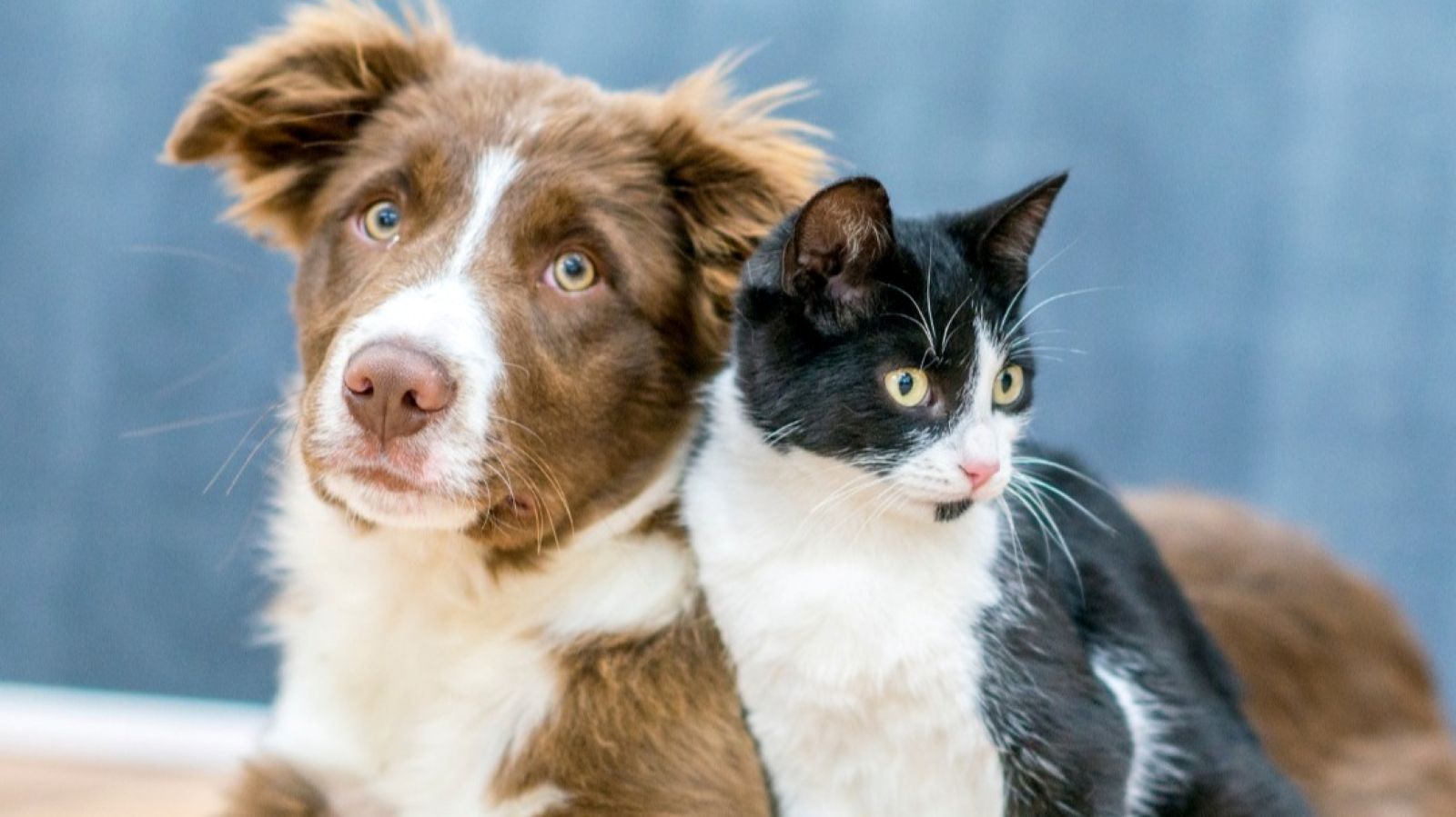 A dog and a cat are sitting down on the floor of the grooming van.