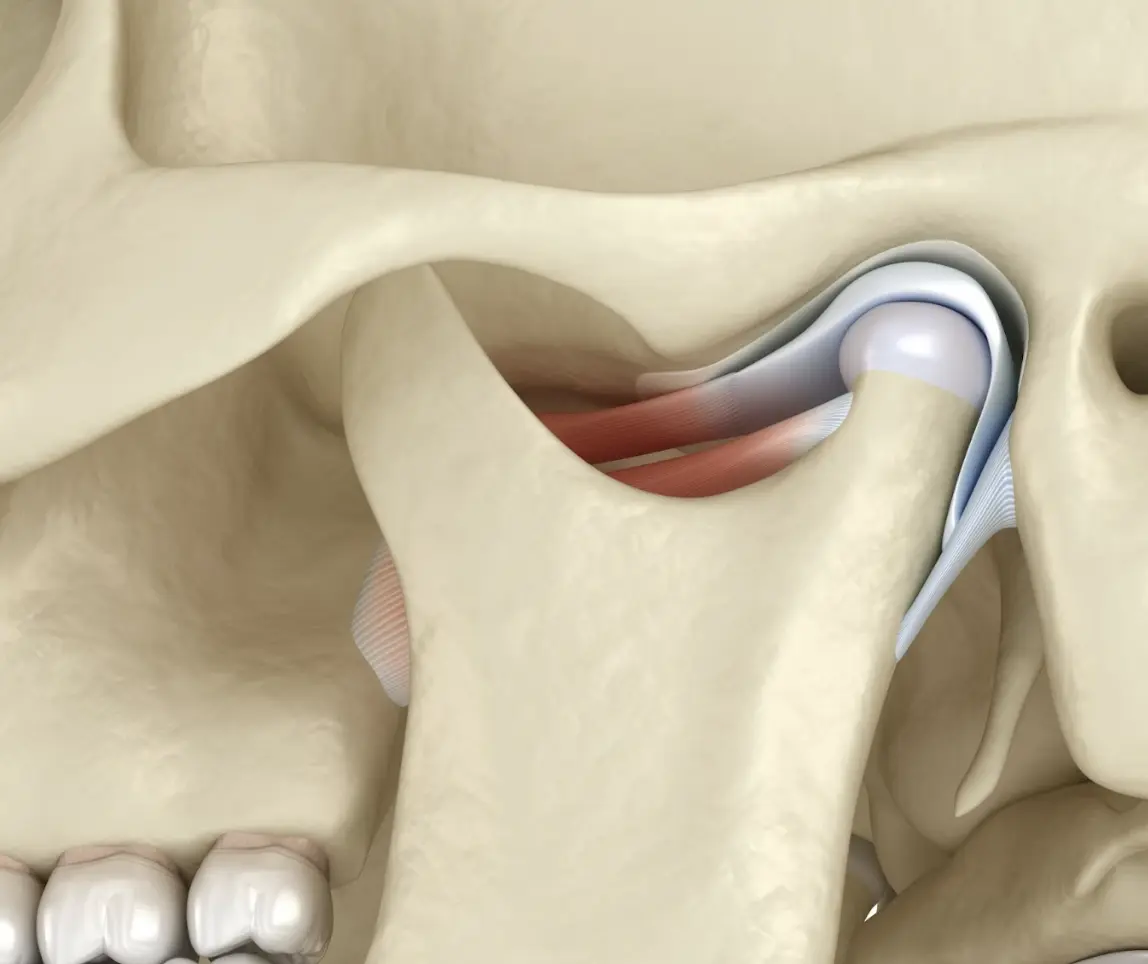 Healthy TMJ