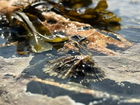 blue sky and white clouds over the sea