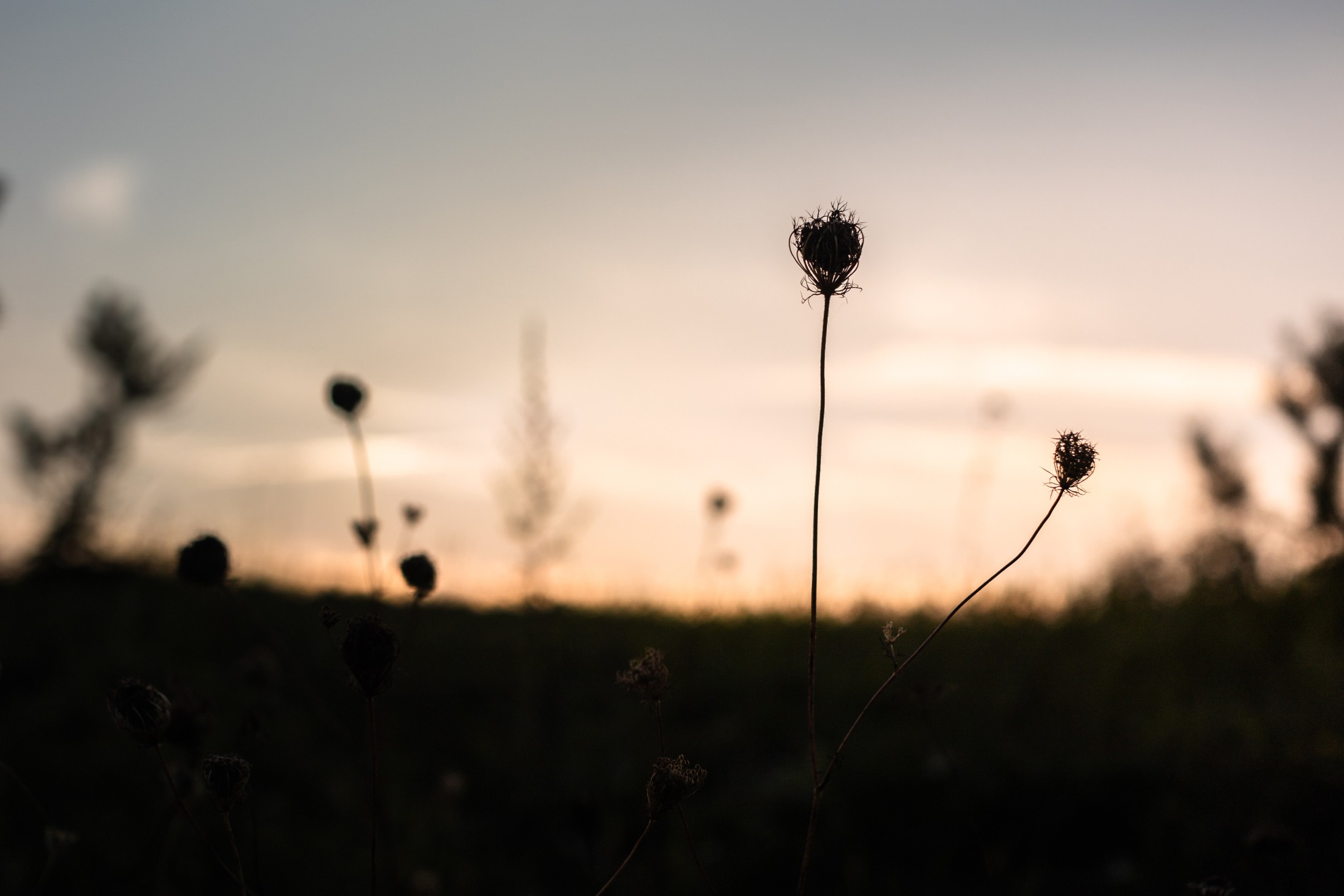 Krajobraz łąki o zachodzie słońca