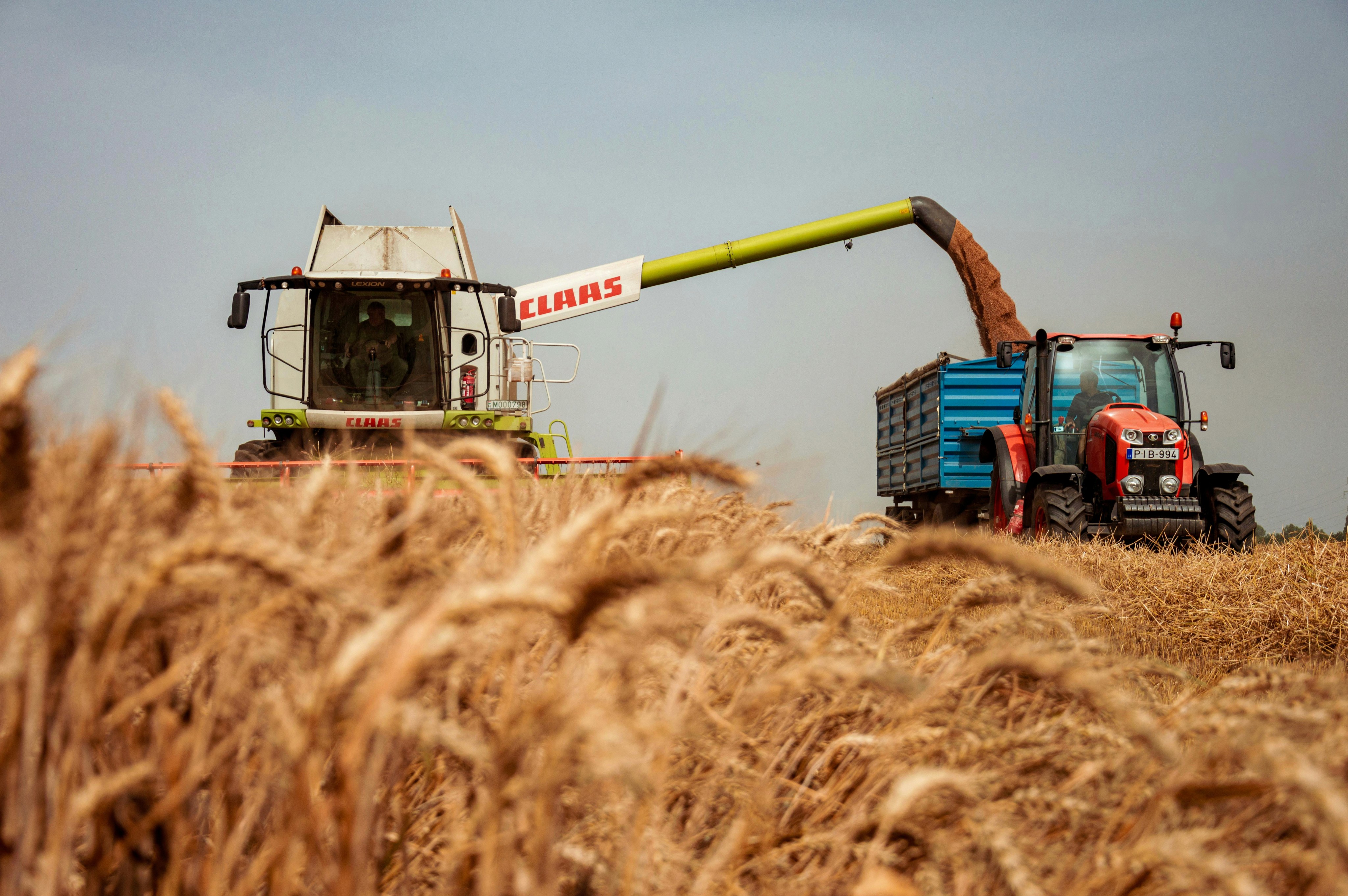 A CLAAS combine harvester unloads grain into a blue trailer pulled by a red tractor in a sunlit wheat field.