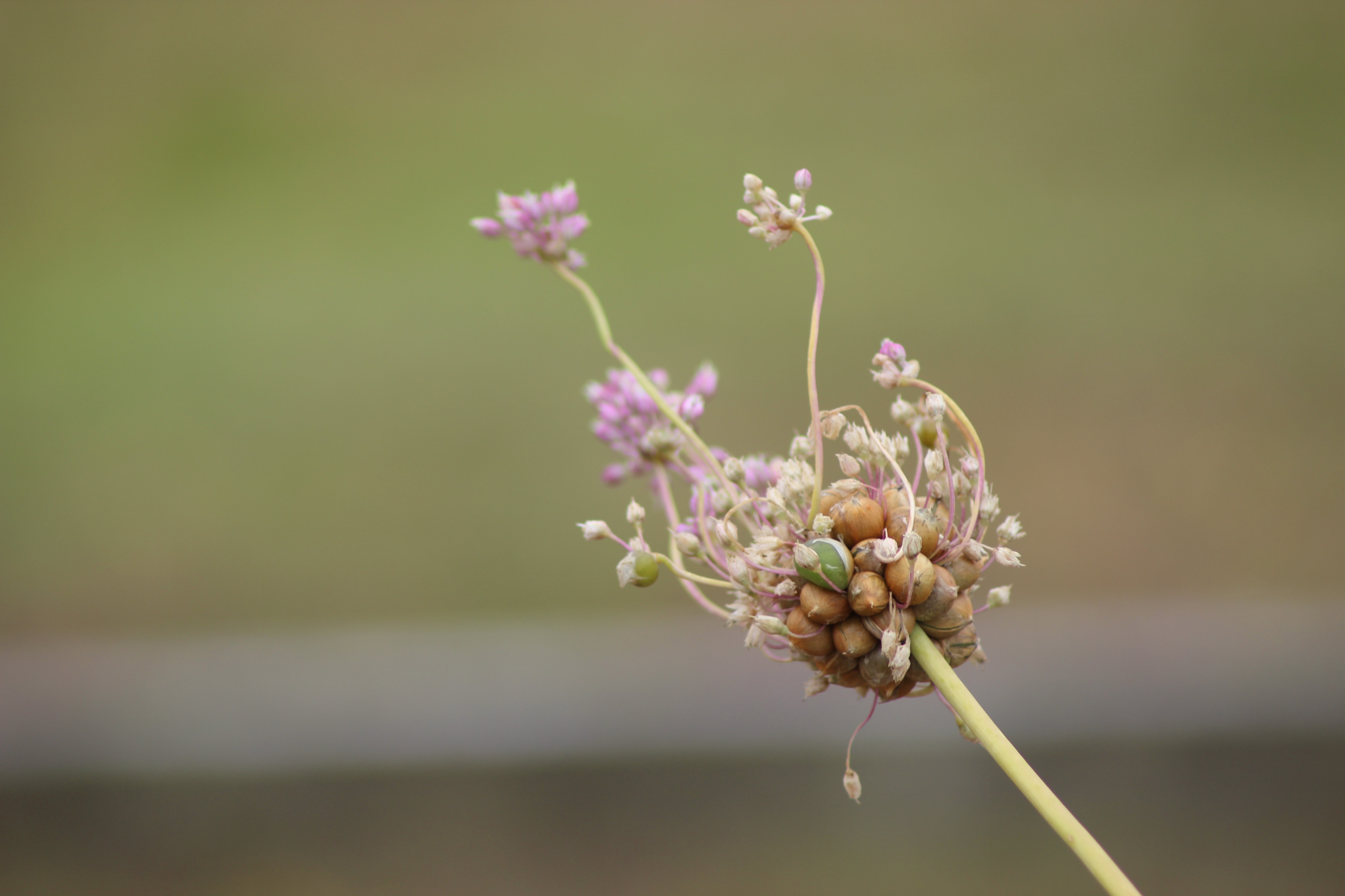 blue sky and white clouds over the sea