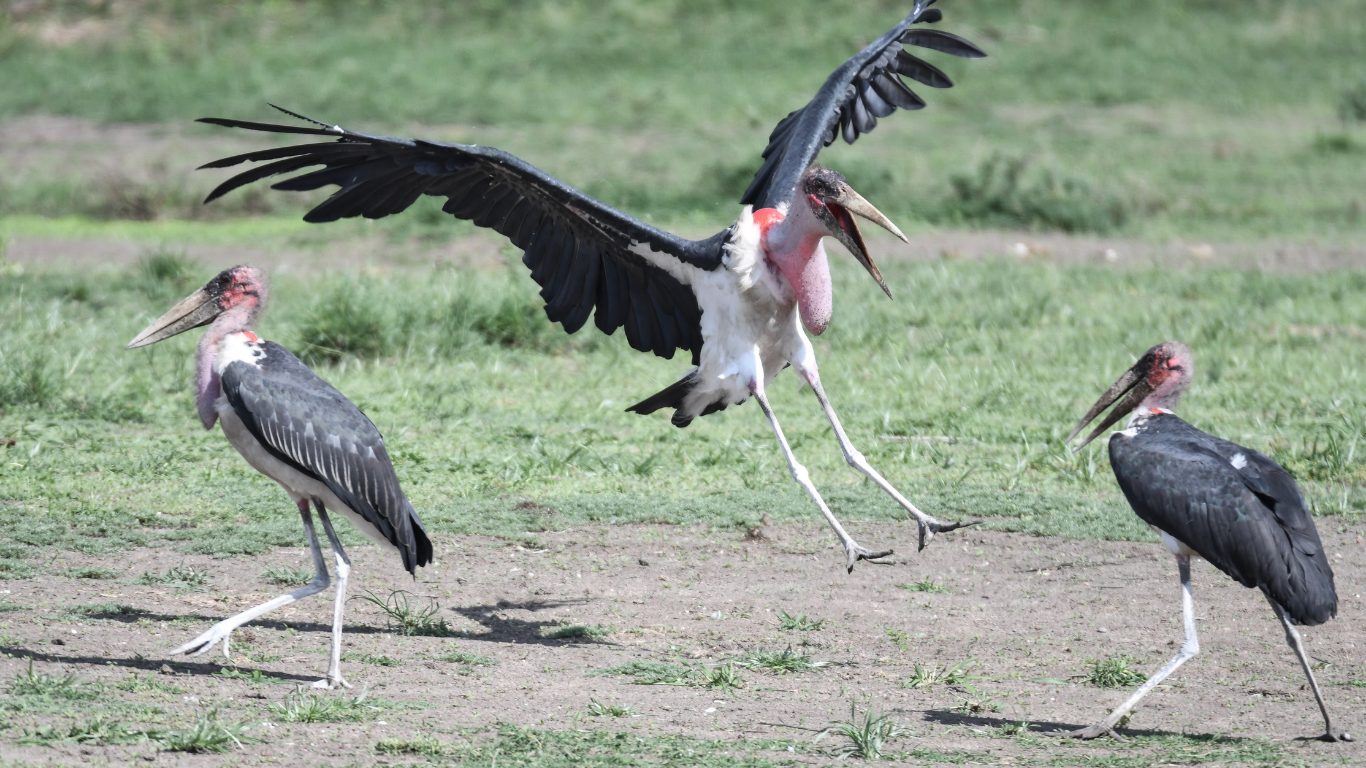 The Undertaker Bird