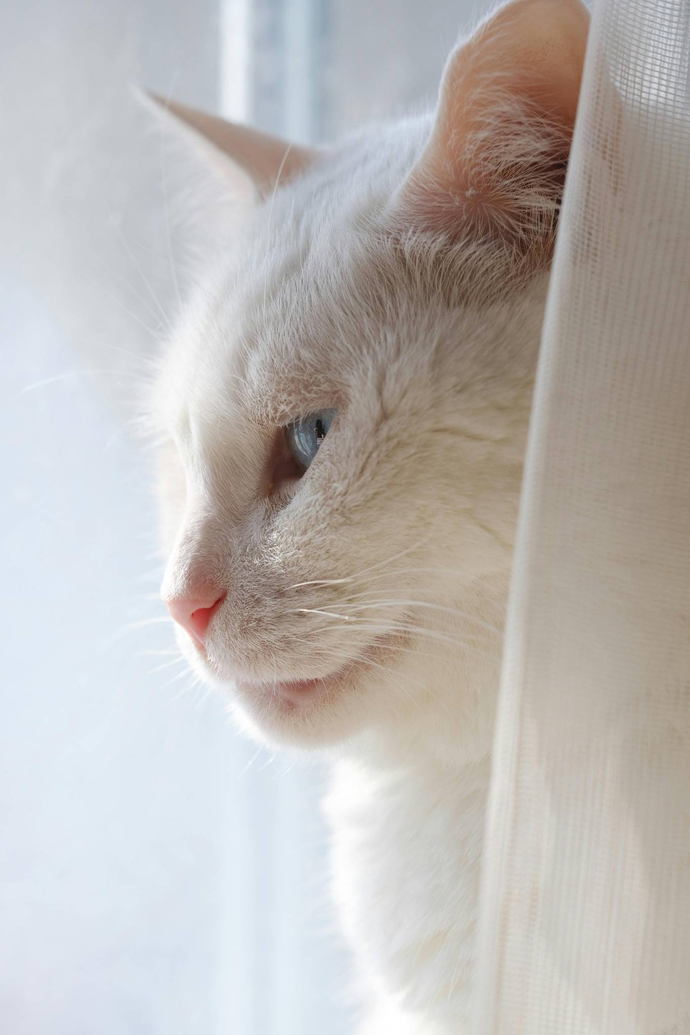 Turkish Angora Temperament and Lifestyle Fit