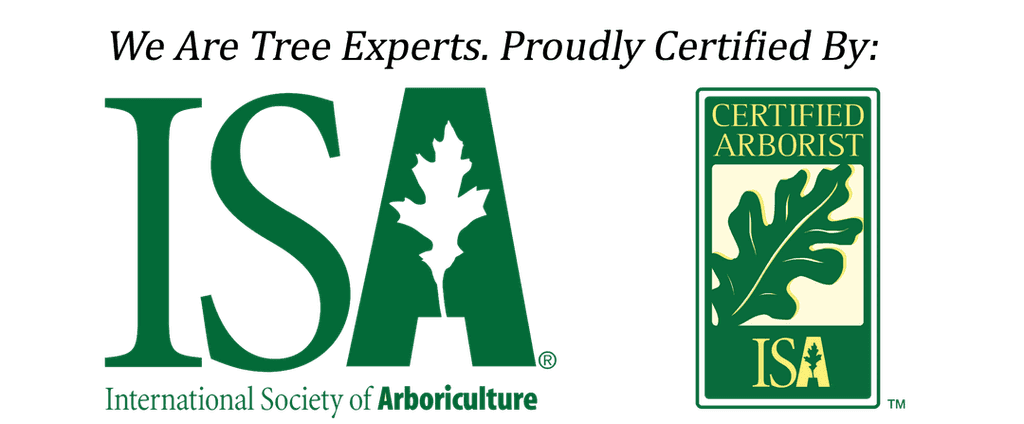 ISA Certified Tree Cabling & Bracing