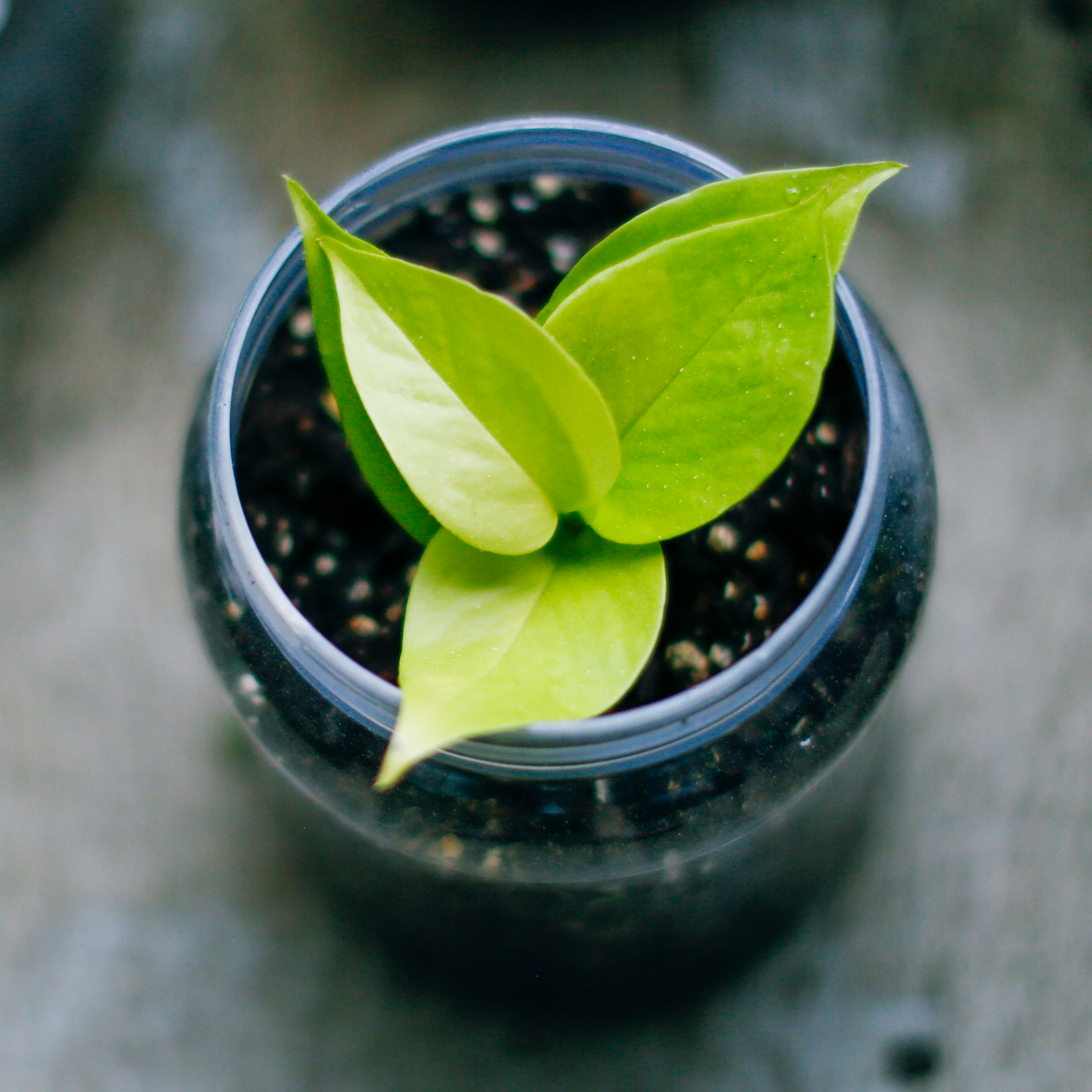 green plant on black pot