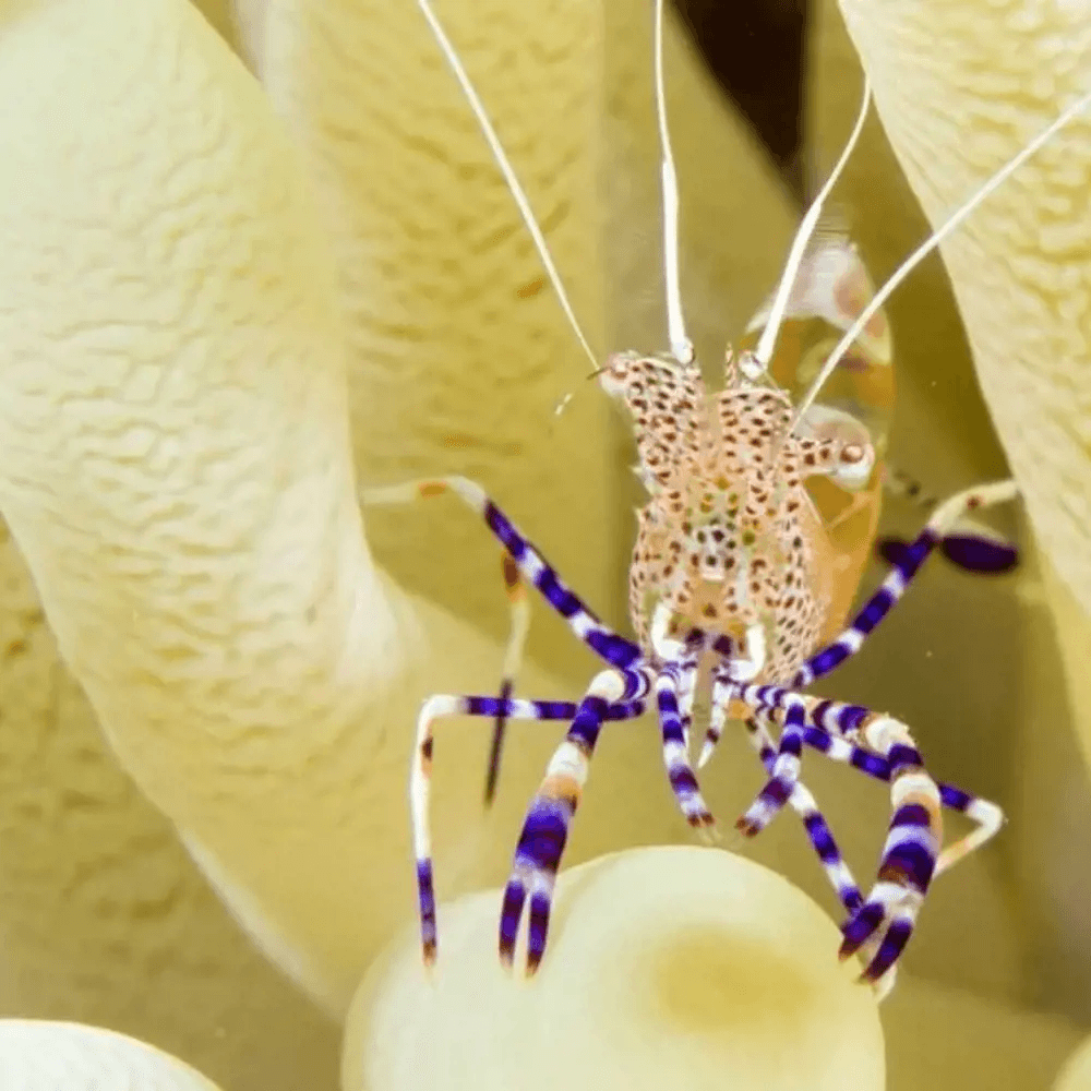 Crustacean in Bonaire