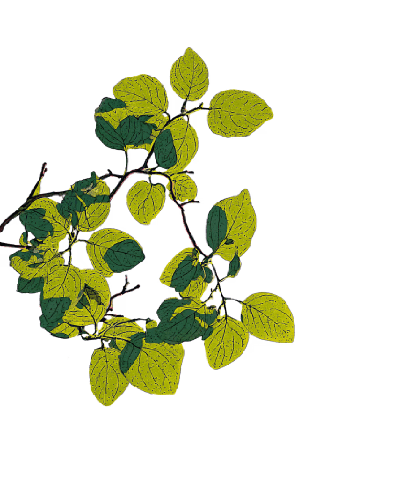 Green and yellow leaves on branches.