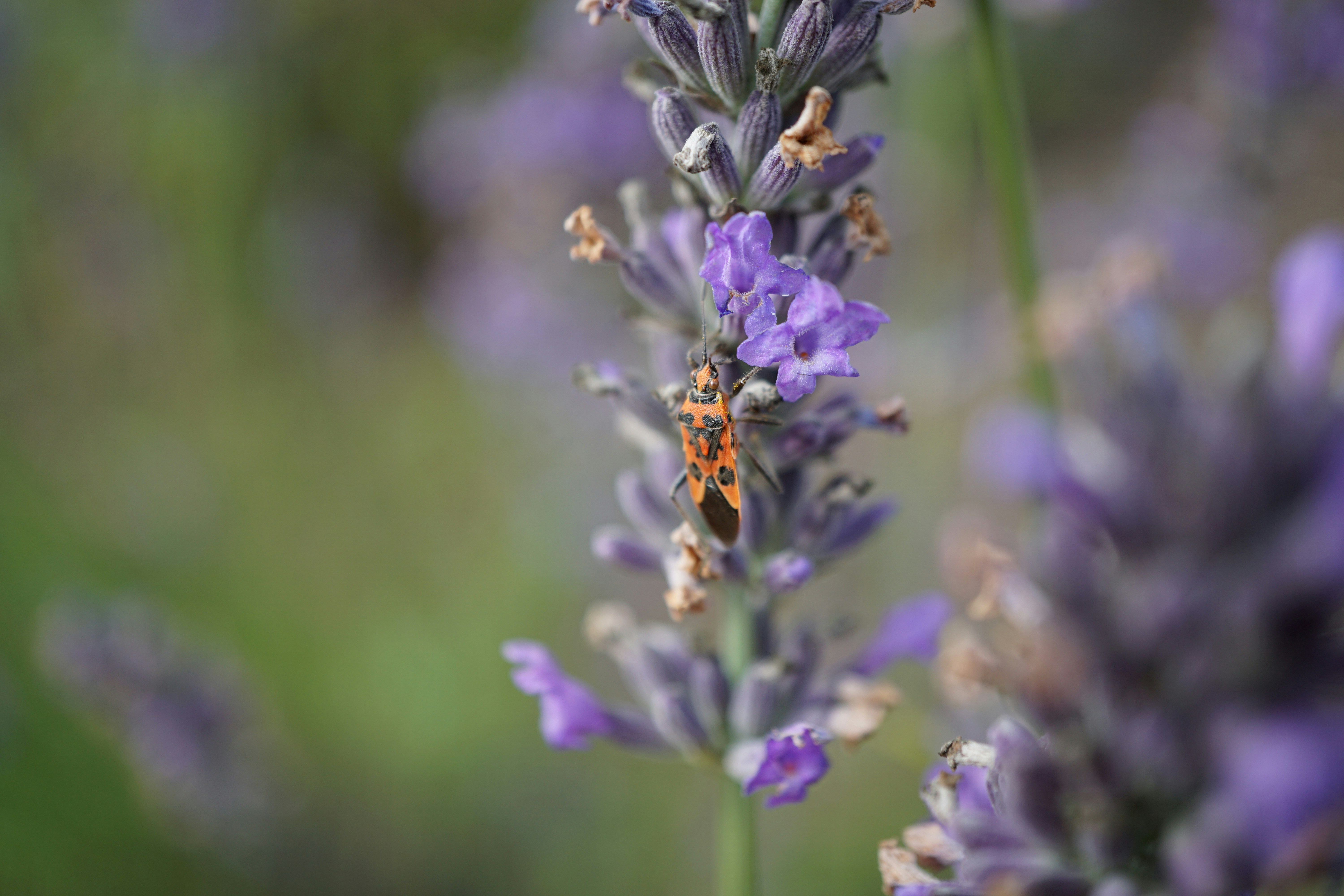 a lady bug sitting on top of a purple flower