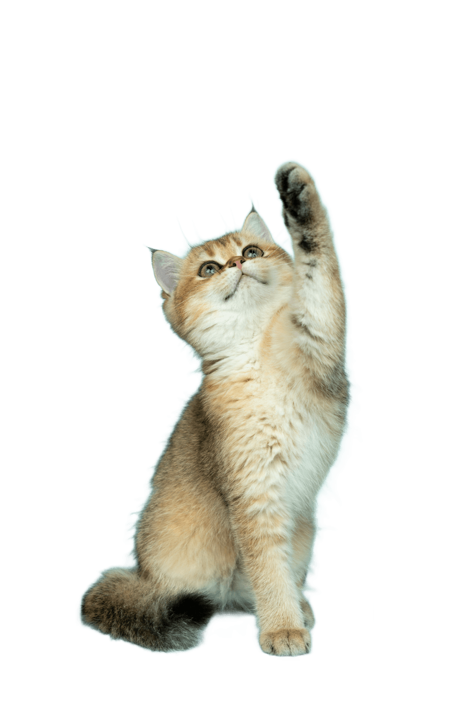 white and brown long fur cat (Background Removed)