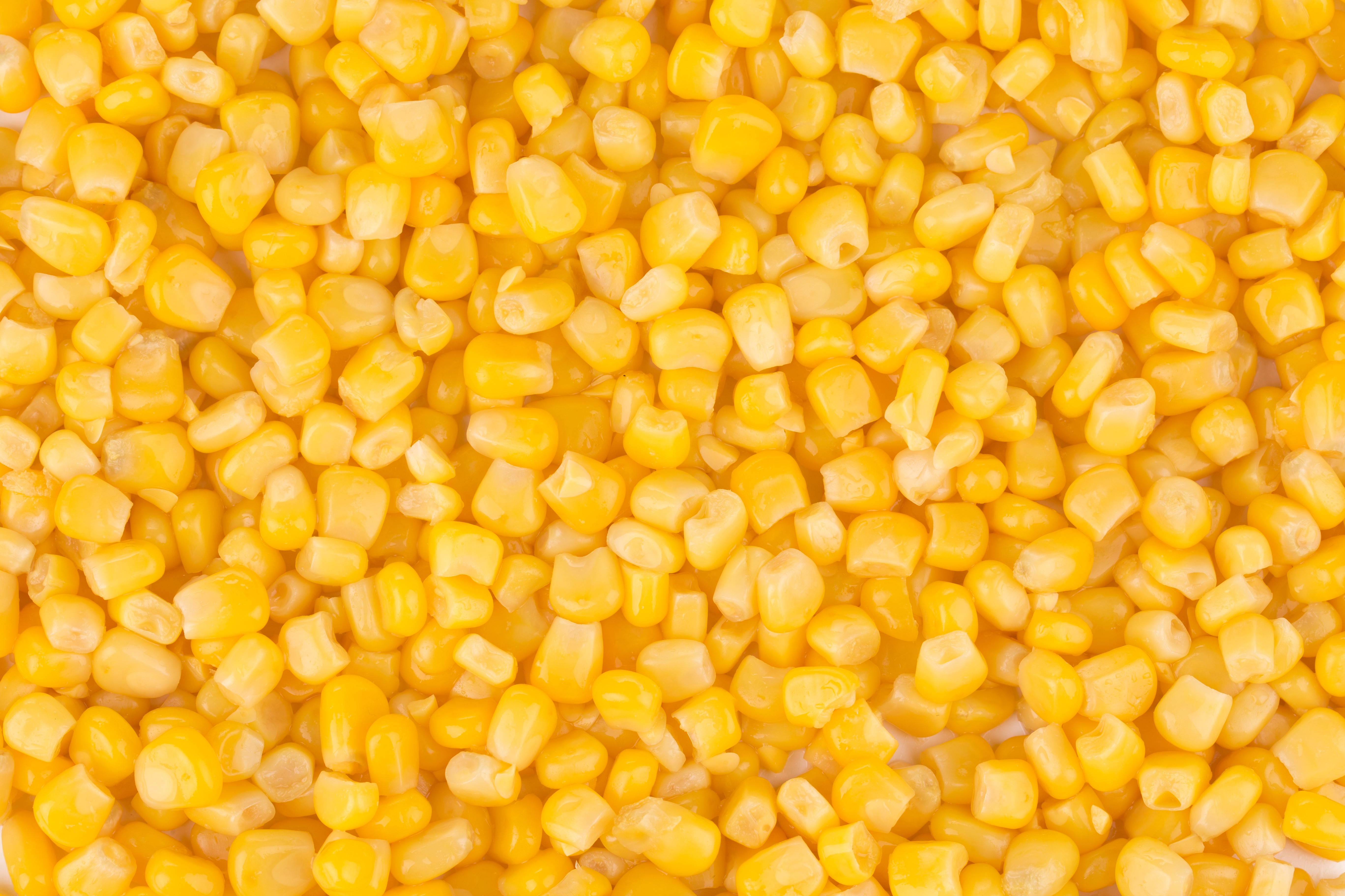 Corn grains photography