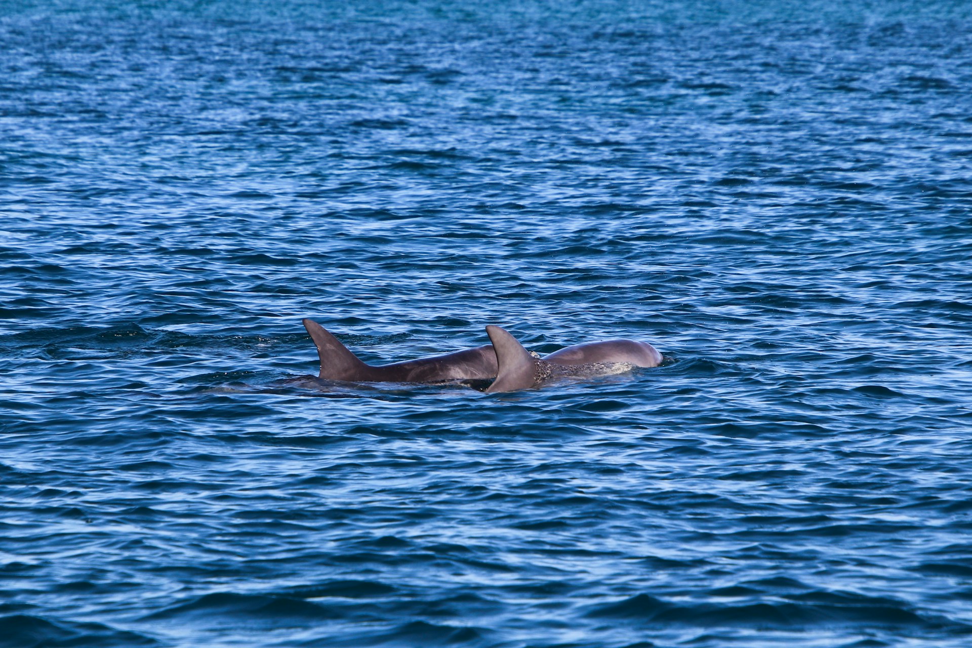Dolphins spotted during a boat tour from Reykjavík's Old Harbor.