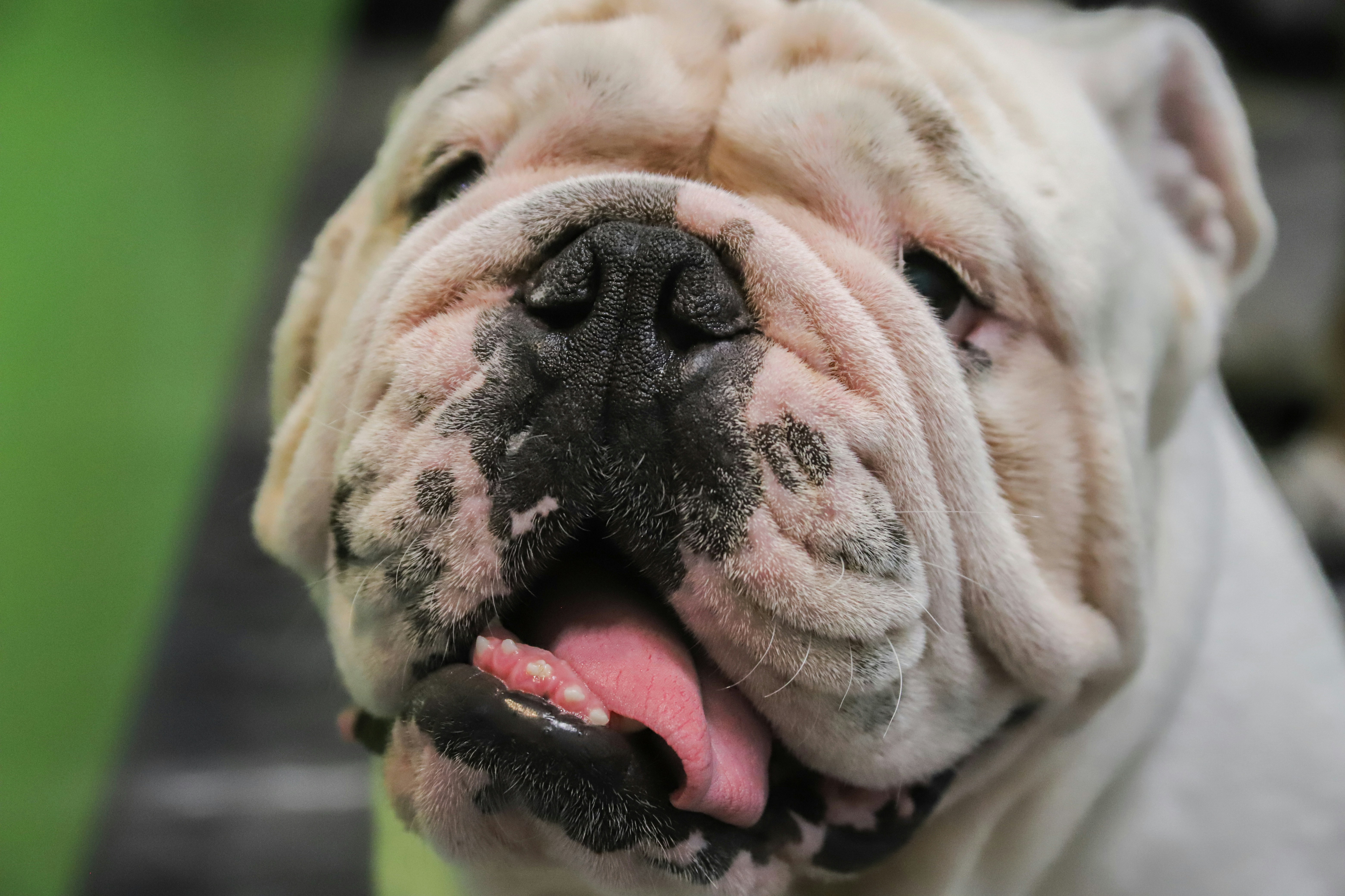 white and brown english bulldog
