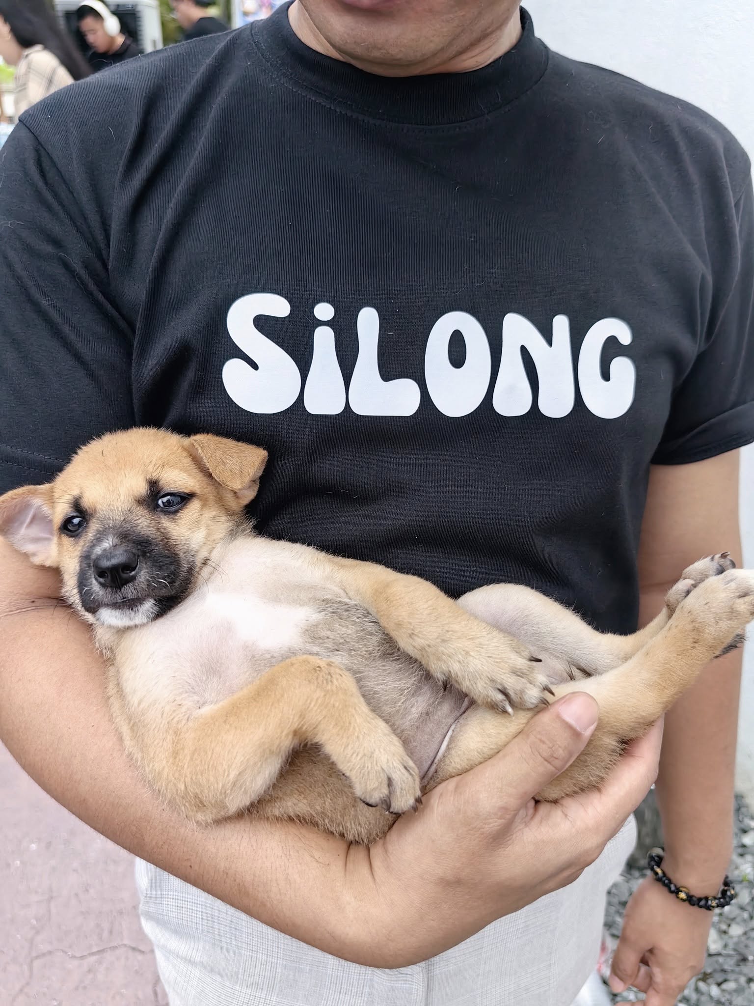 selective focus photography of three brown puppies