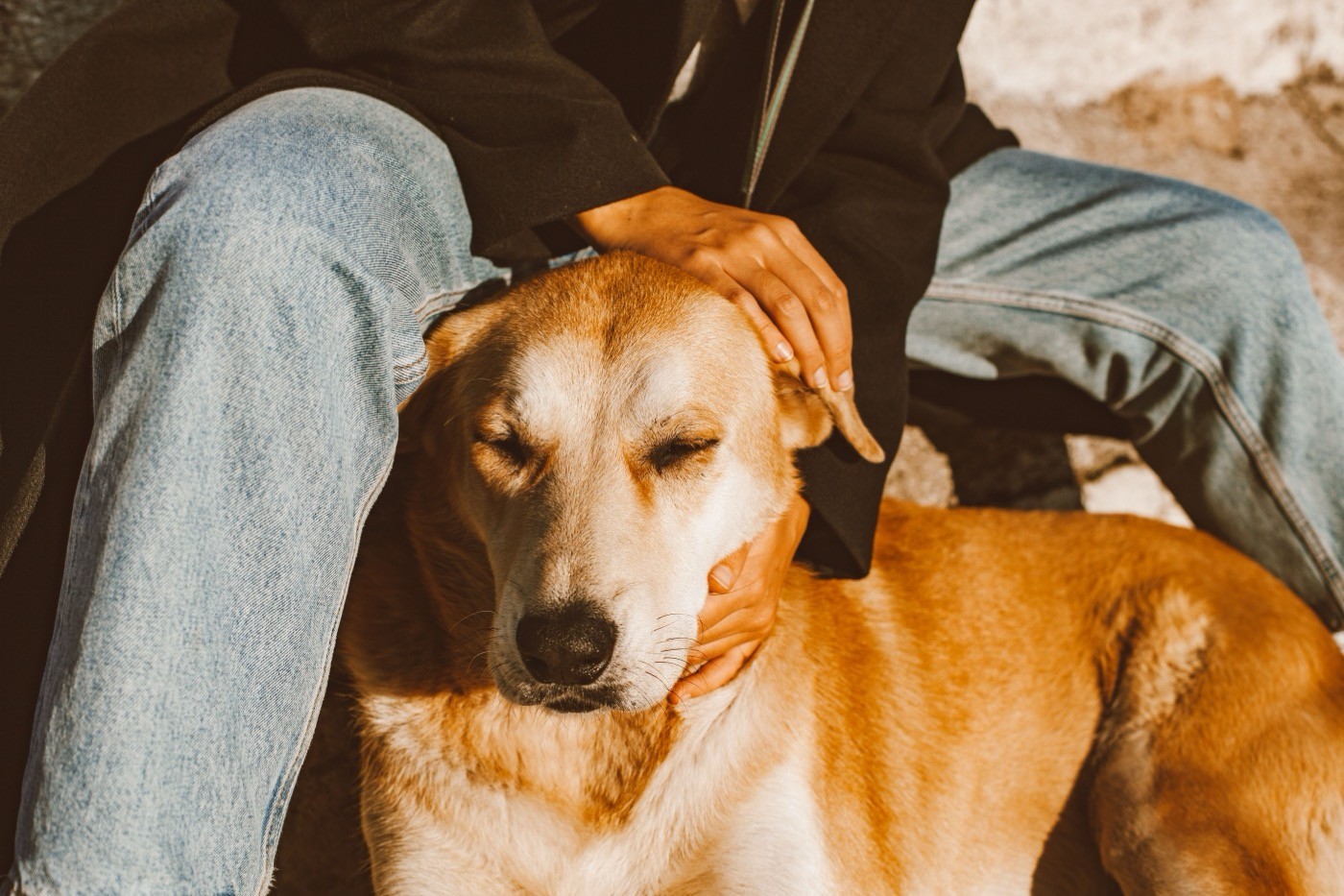 Hands petting a brown and white dog
