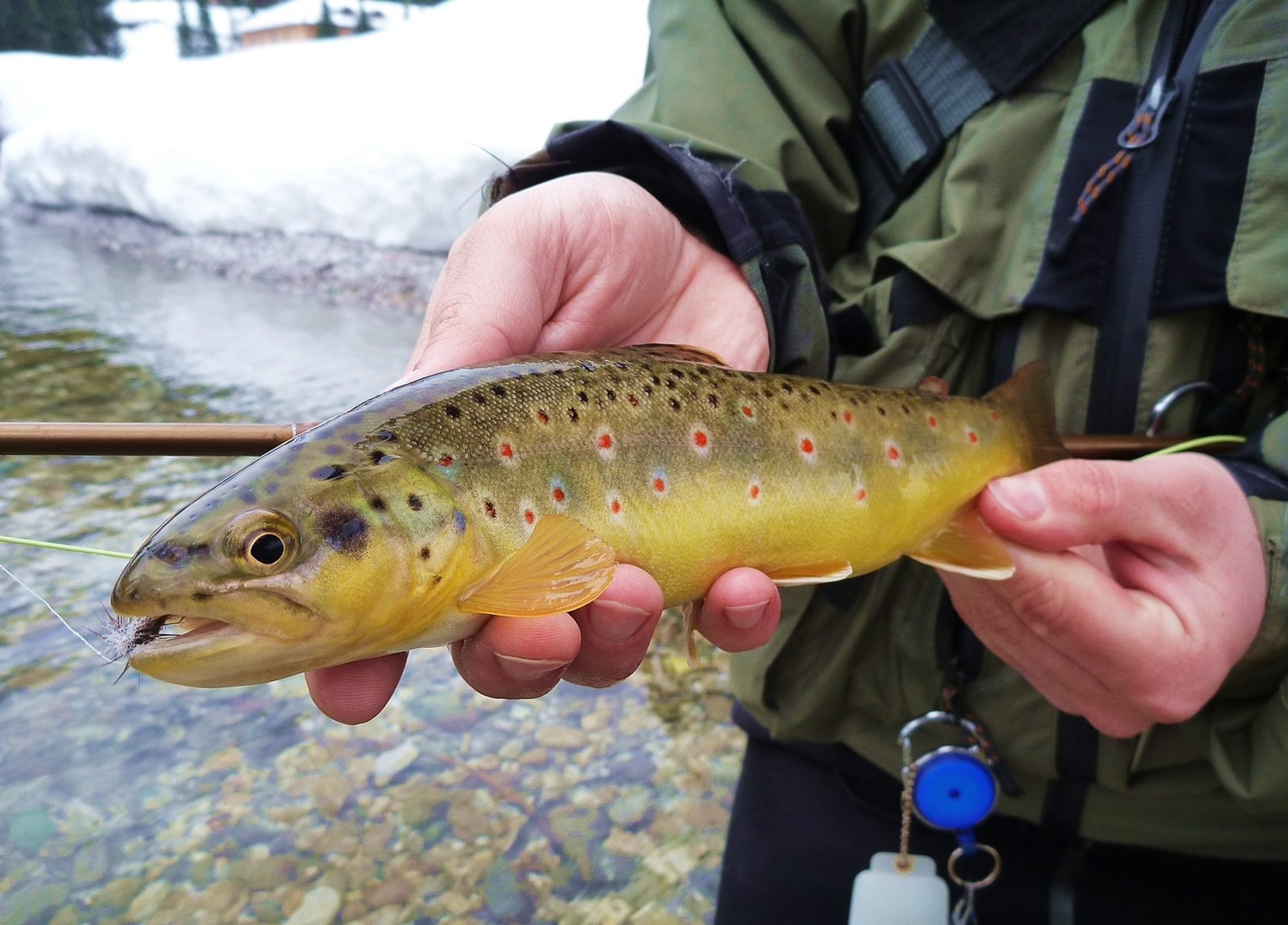 Book a tenkara fishing trip for brown trout in the Dolomites, northern Italy. Fish in stunning alpine waters near Venice, guided by experts in traditional tenkara techniques. Ideal for anglers seeking a unique and scenic fishing experience.