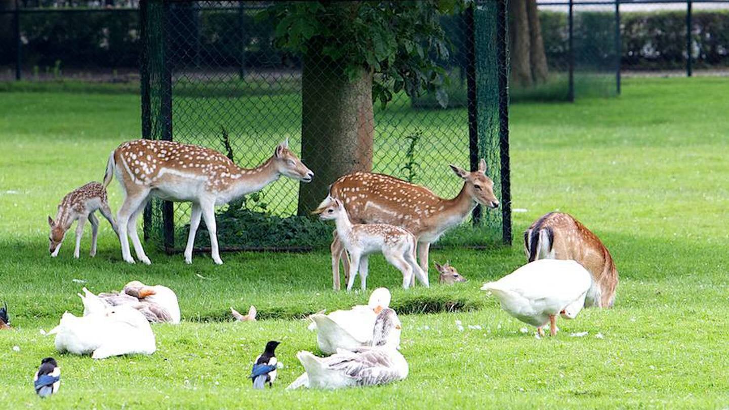 Een aantal herten en ganzen in het hertenkamp in Laren