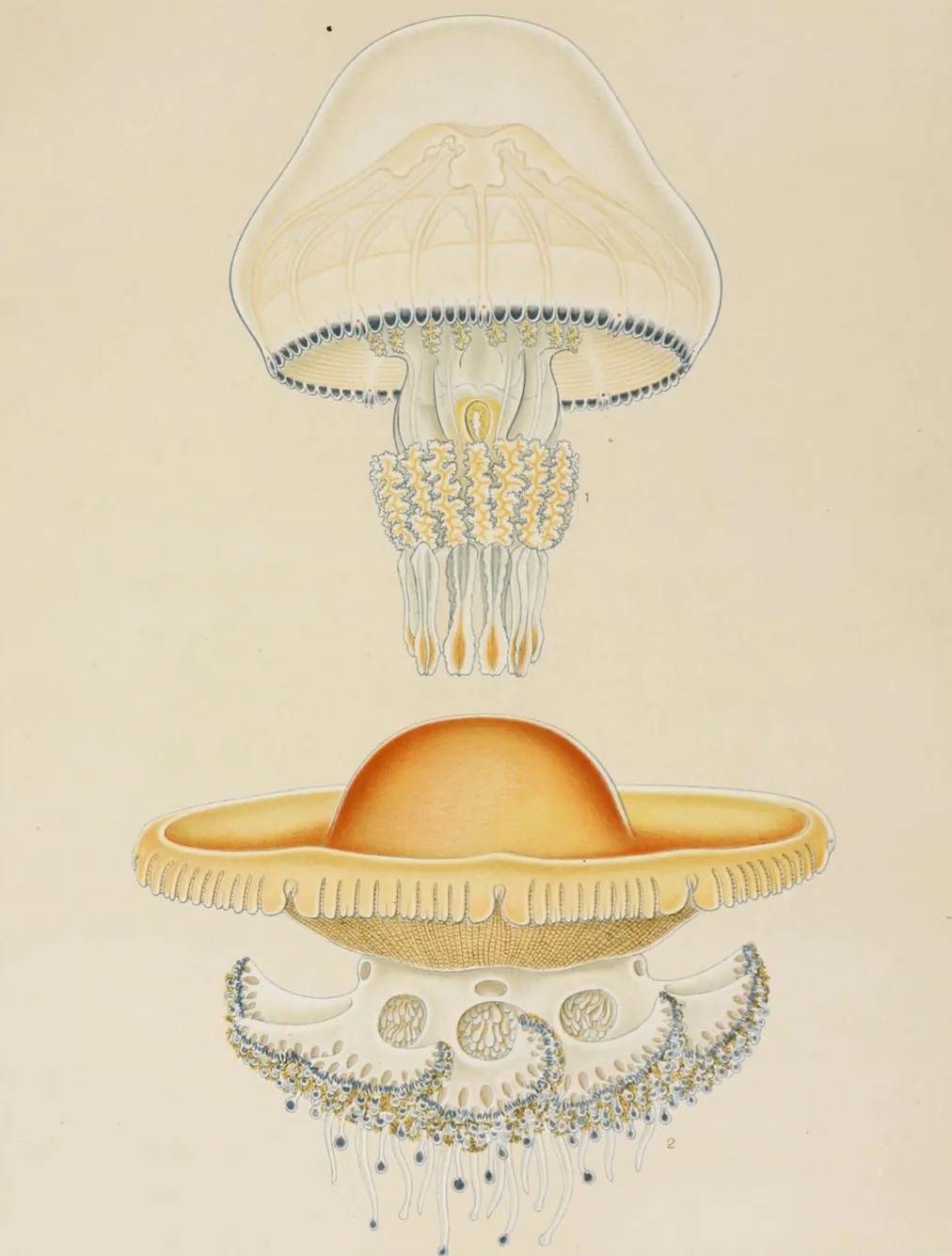 A vintage scientific illustration of a sea creature..