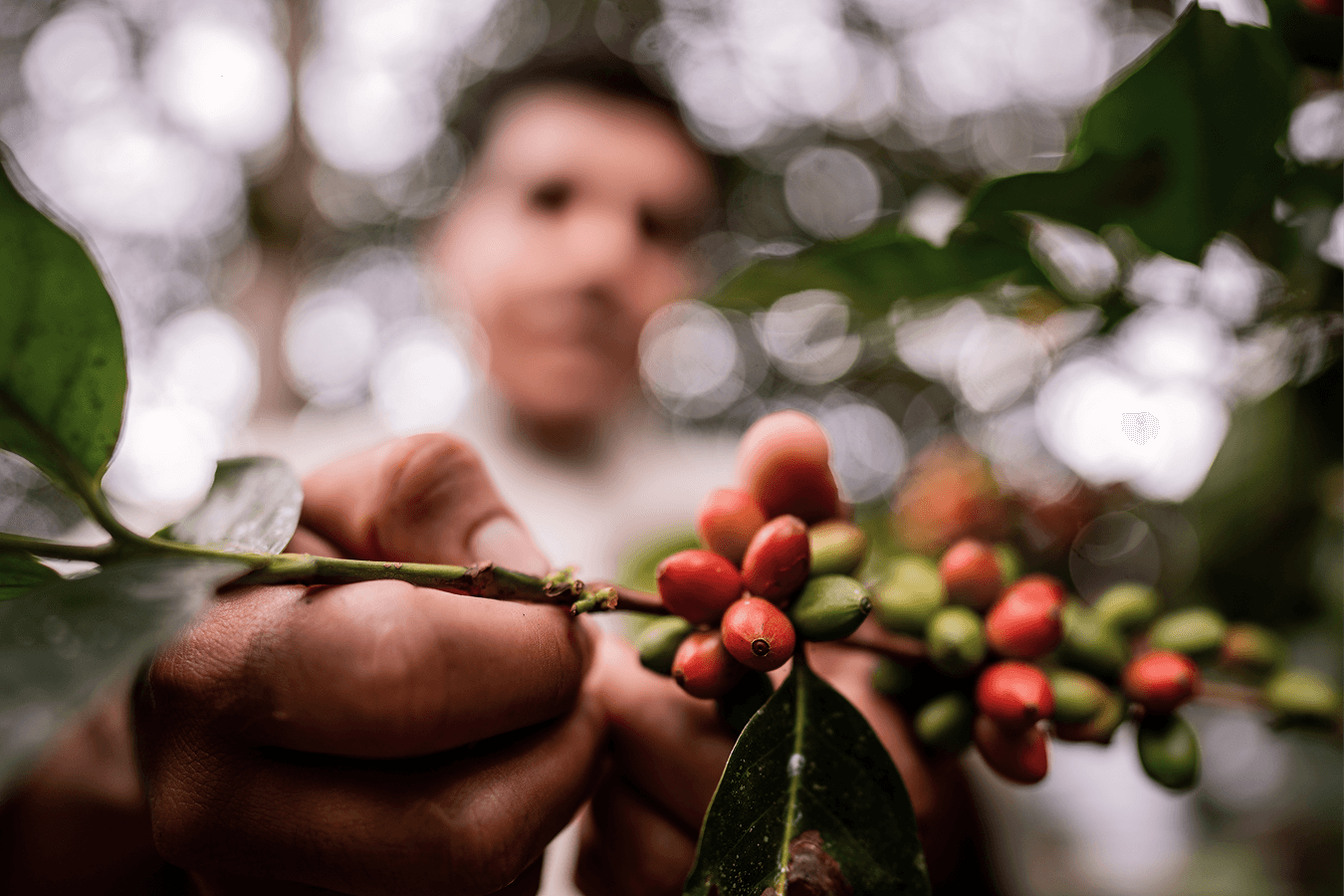 A blurry farmer in the background picking coffee cherries