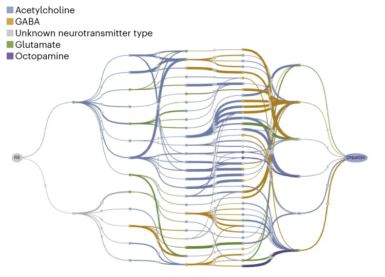 Neural circuit graph showing synaptic connections coded by neurotransmitter type in Drosophila connectome