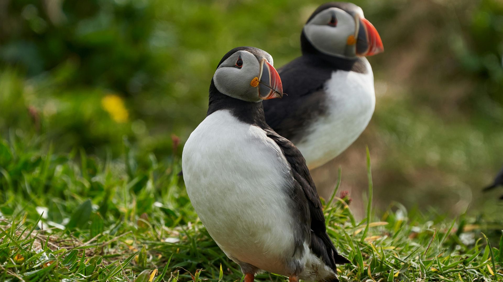 Grímsey can be a very special puffin watching destination.