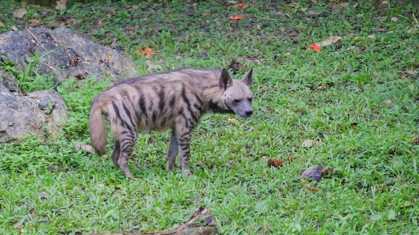 Finding Striped Hyenas