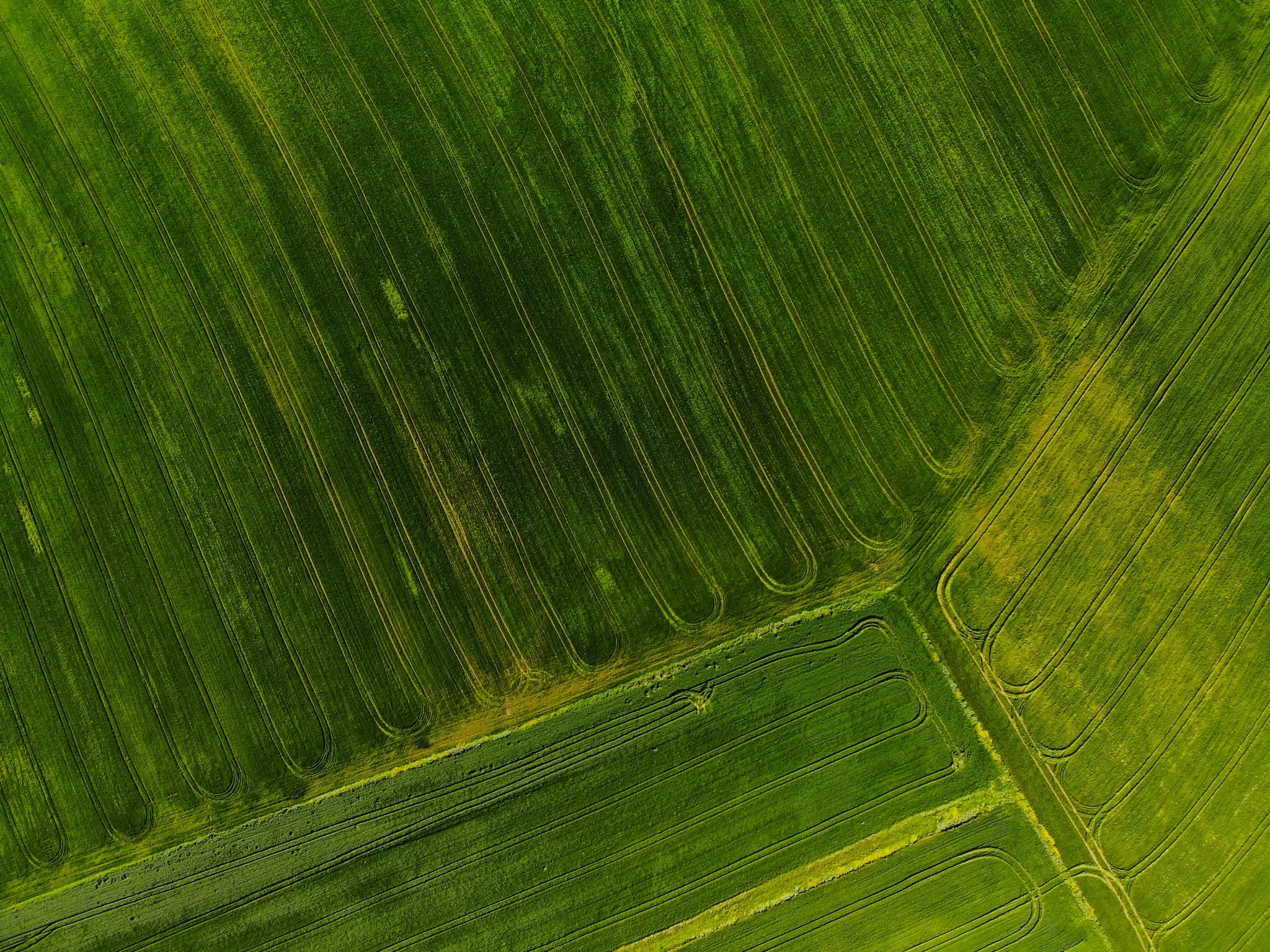 Aerial view of an organic farm