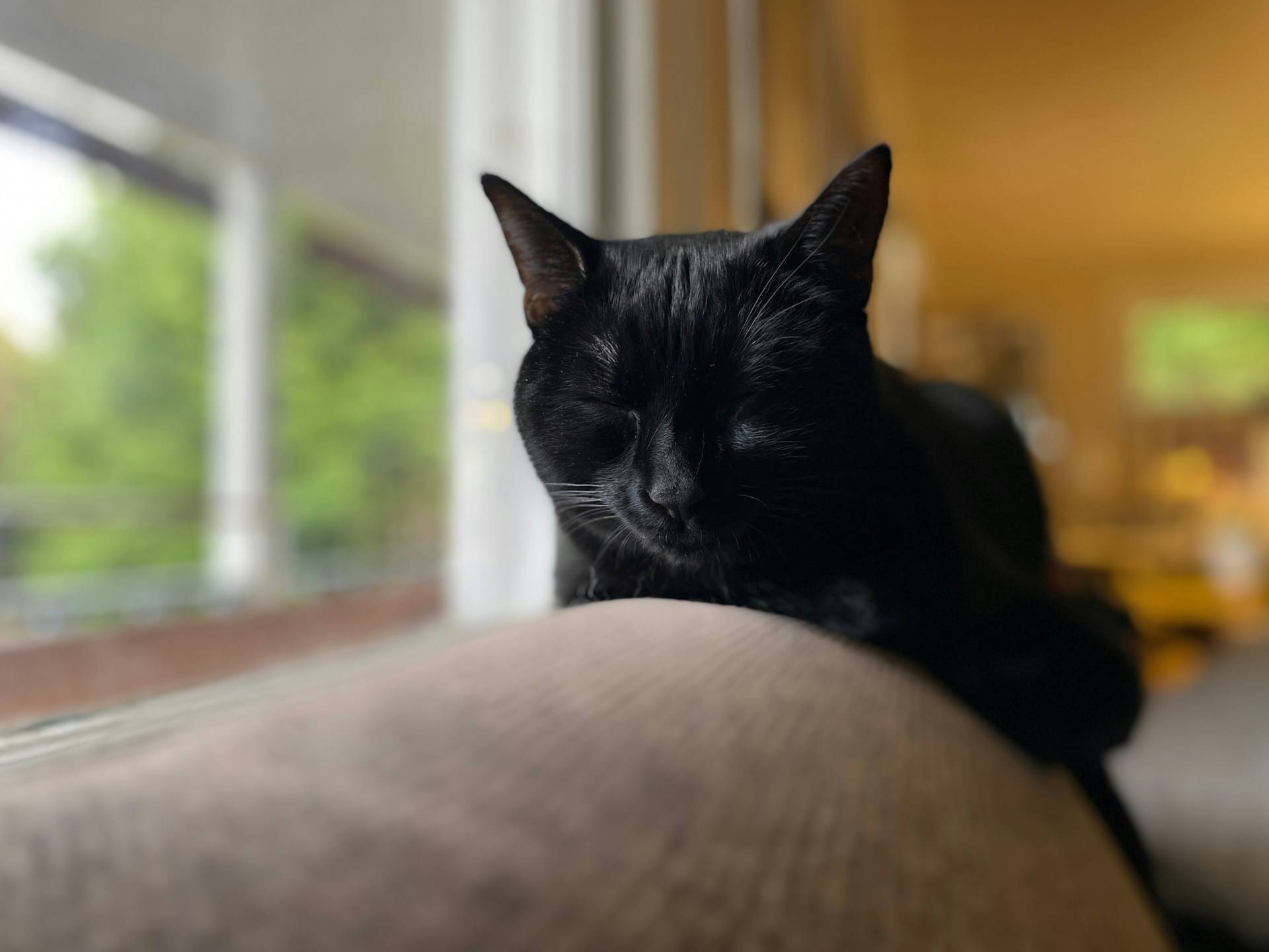 Bombay Cat Grooming Guide