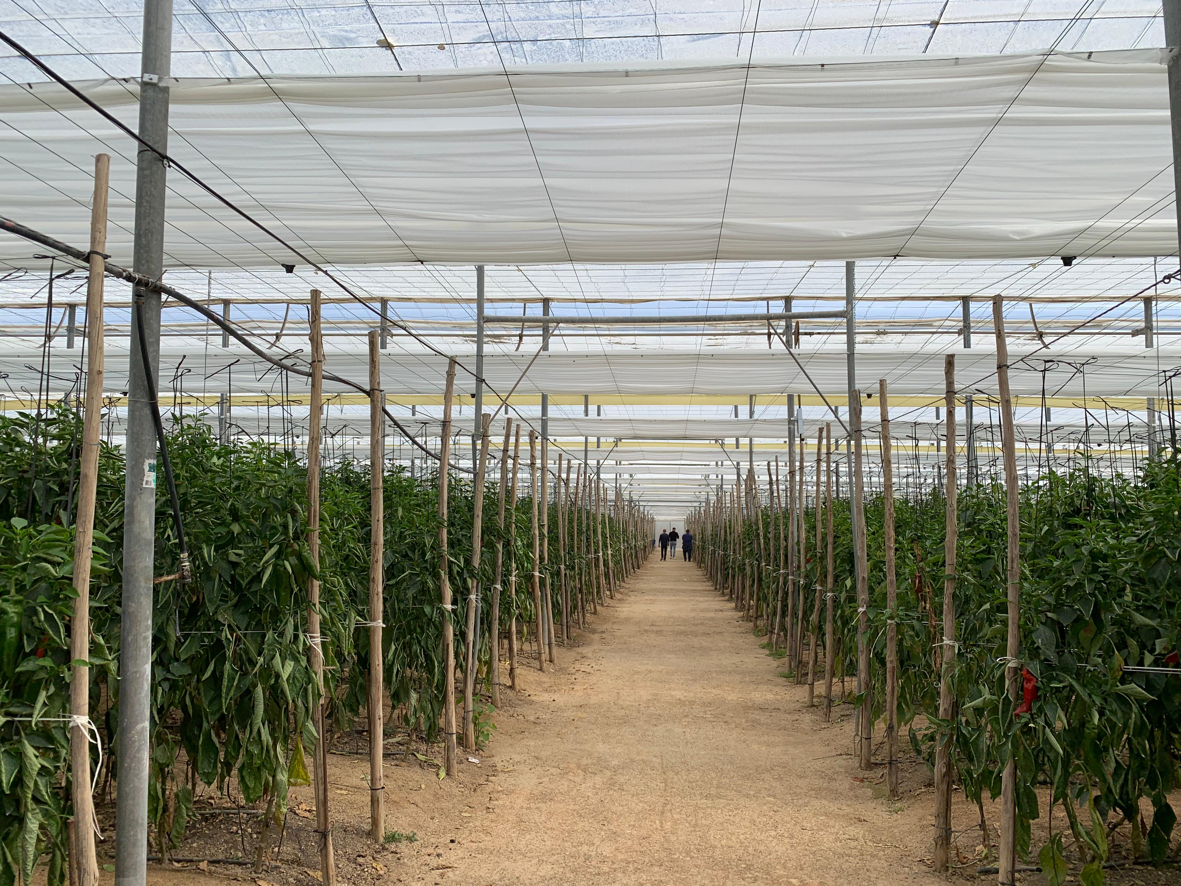 Modern greenhouse in Morocco with irrigation system and commercial crop production