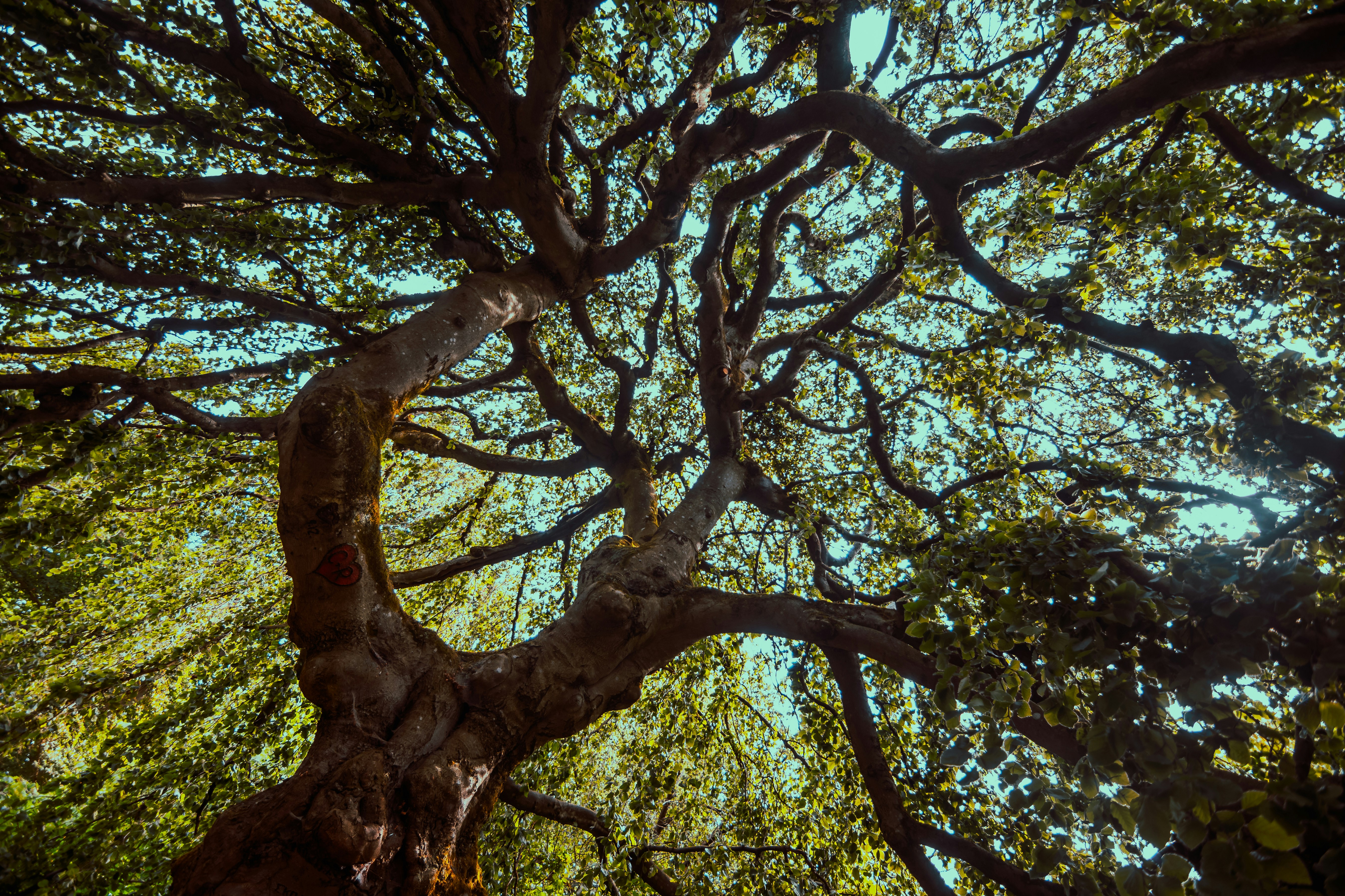 looking up at the branches of a large tree