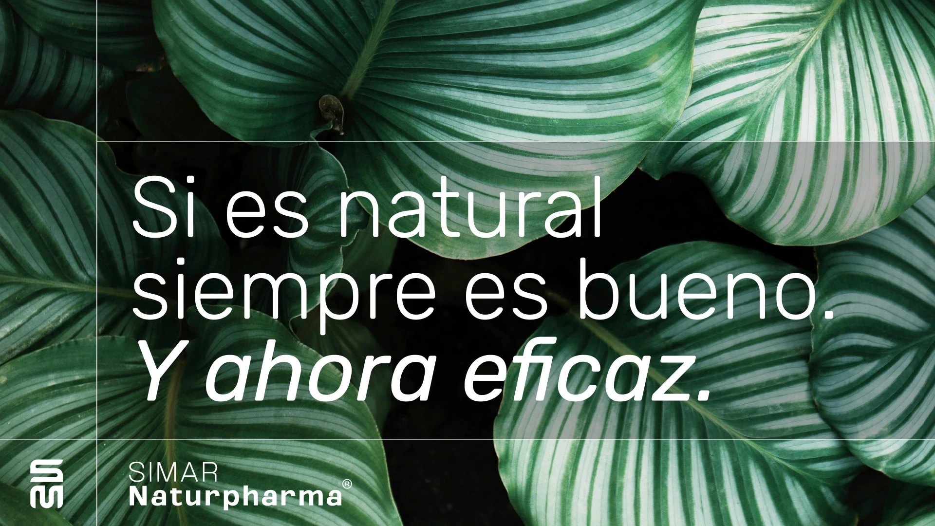Green leaves background for SIMAR Naturpharma brand identity design Barcelona.