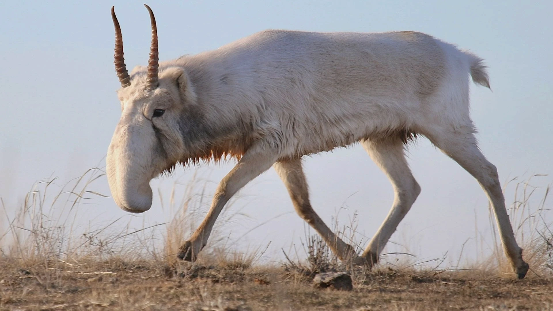 Rare saiga antelope walking