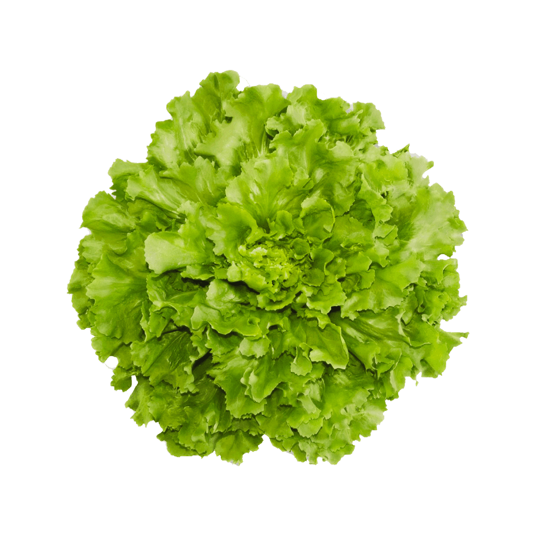 chicória-amazonas-gigante