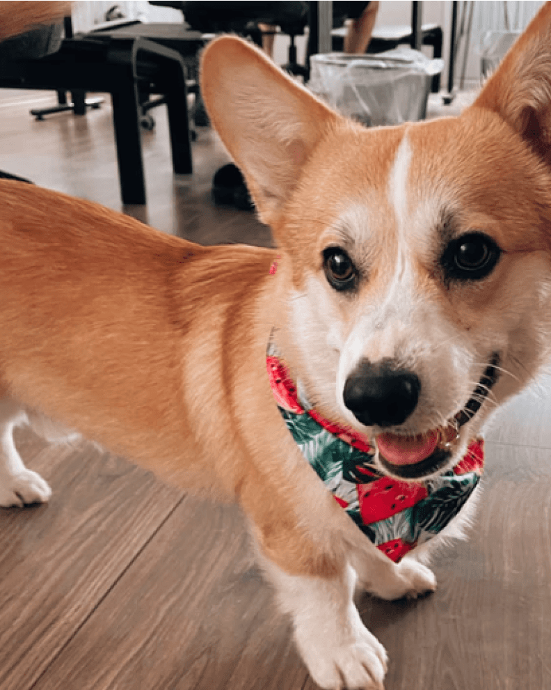 Mojito the corgi, office dog