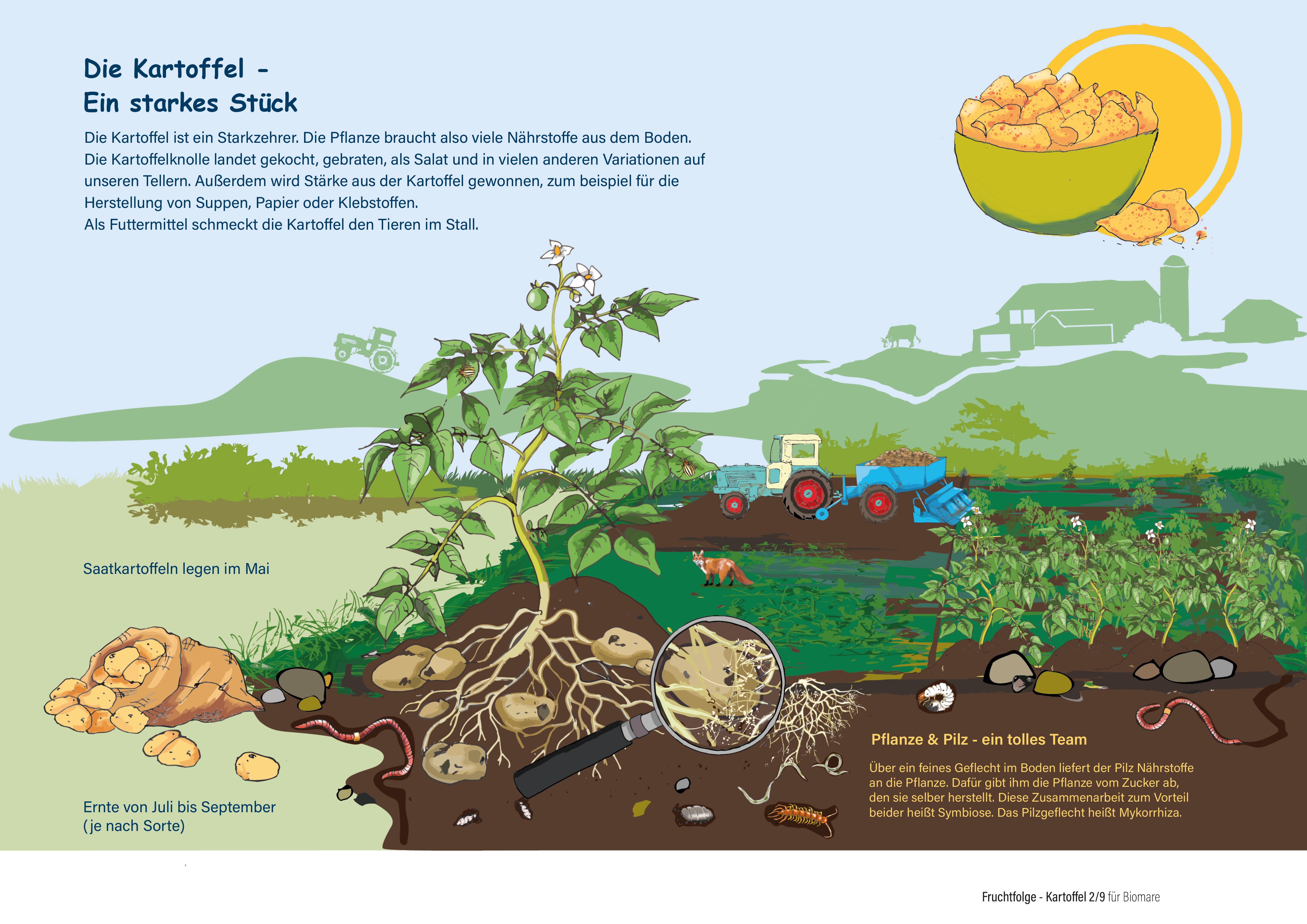 Fruchtfolge für biologische Landwirtschaft  Kartoffel 
