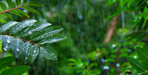 Rainforest Rain Sounds for Sleeping or Studying 🌧️ White Noise Rainstorm 10 Hours