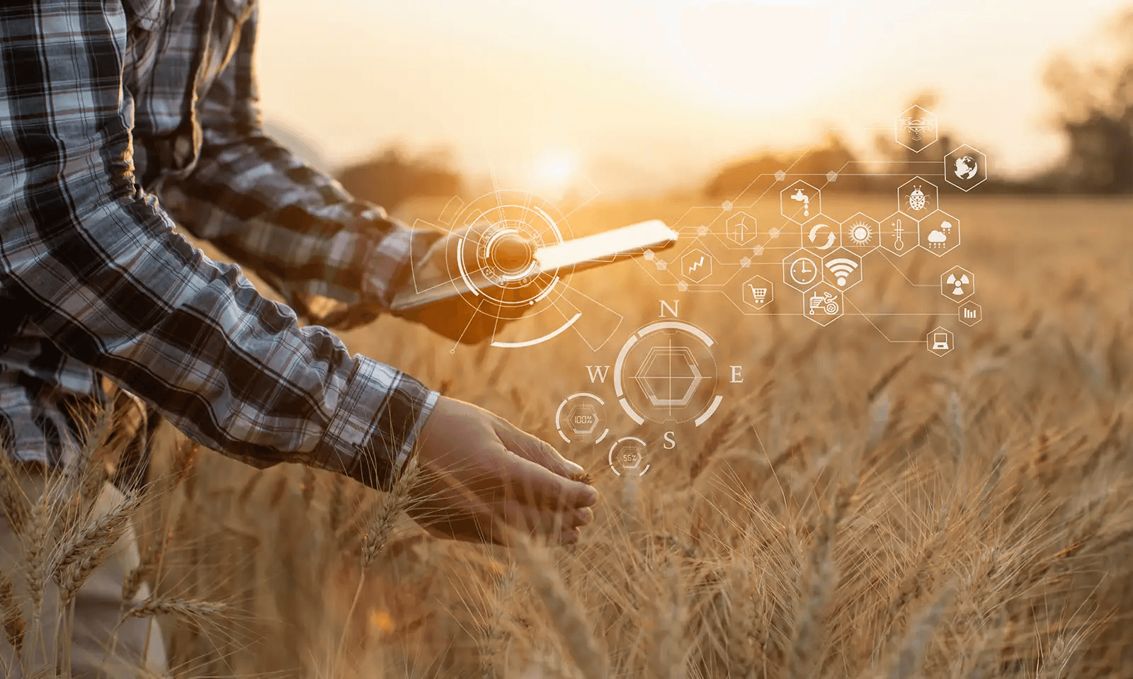 Farmer using an app on a tablet to examine a wheat crop