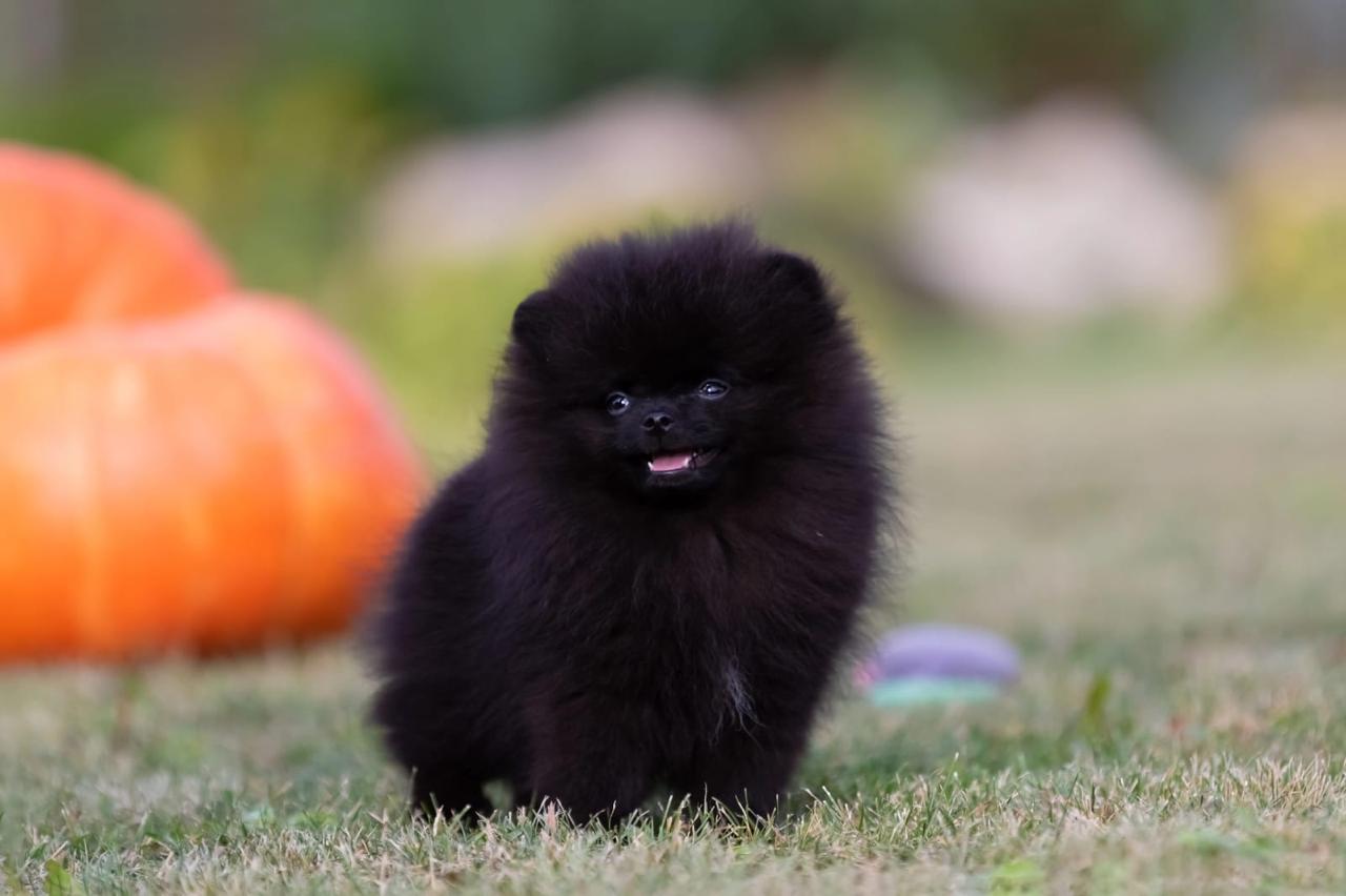 Teddy