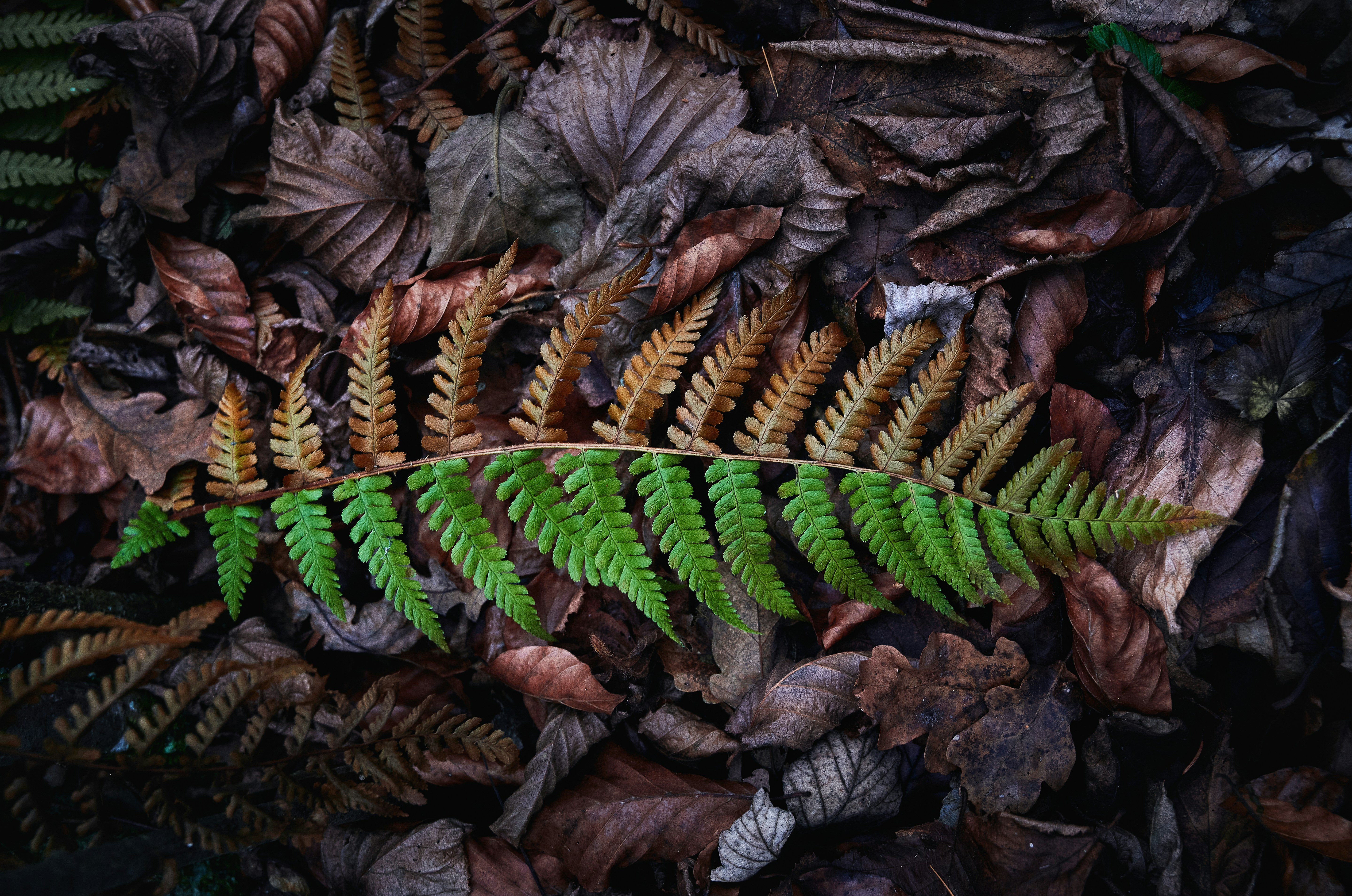 12 seasons reflected on leaf - Color Analysis Quiz