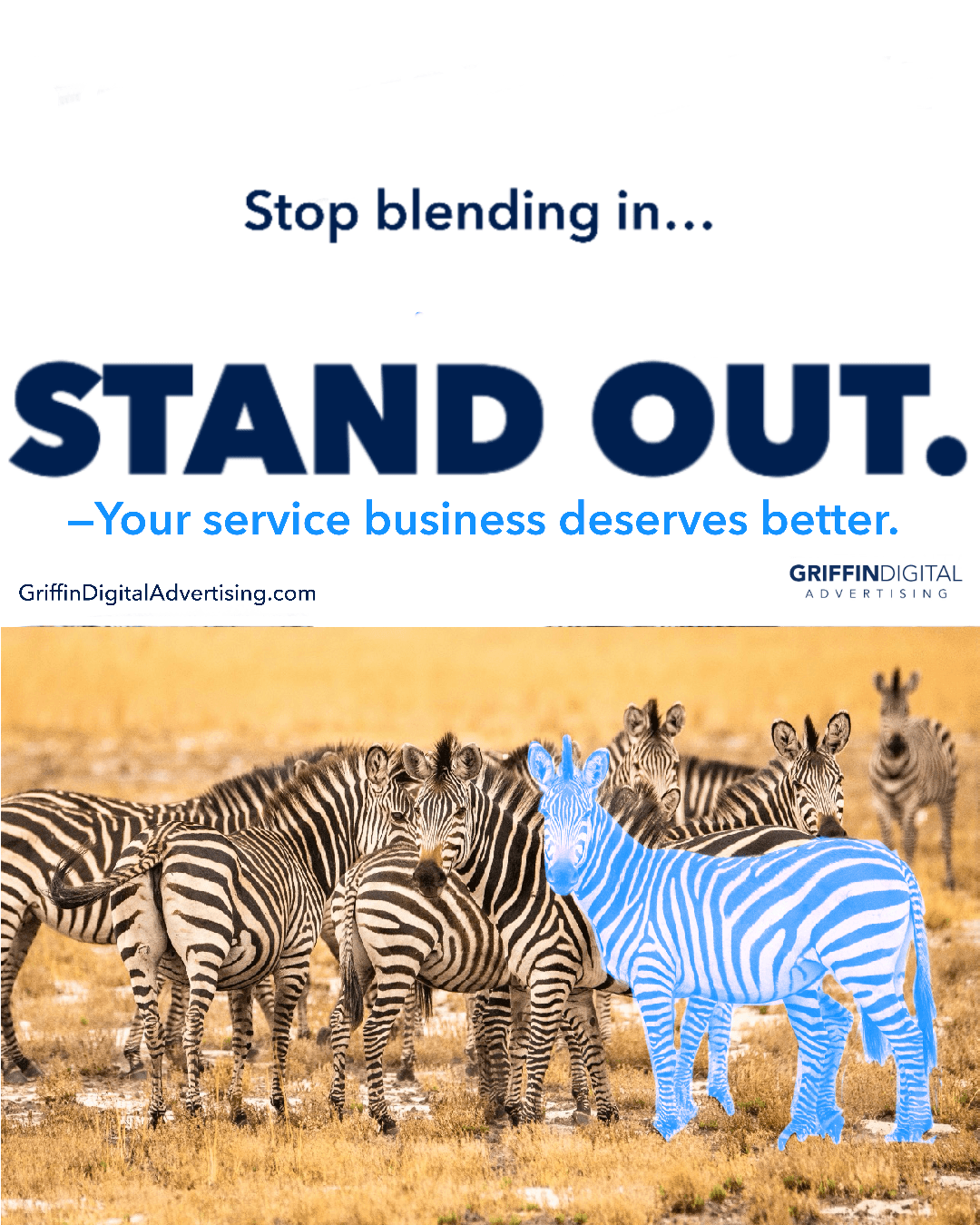 Picture of zebras with one highlighted blue standing out