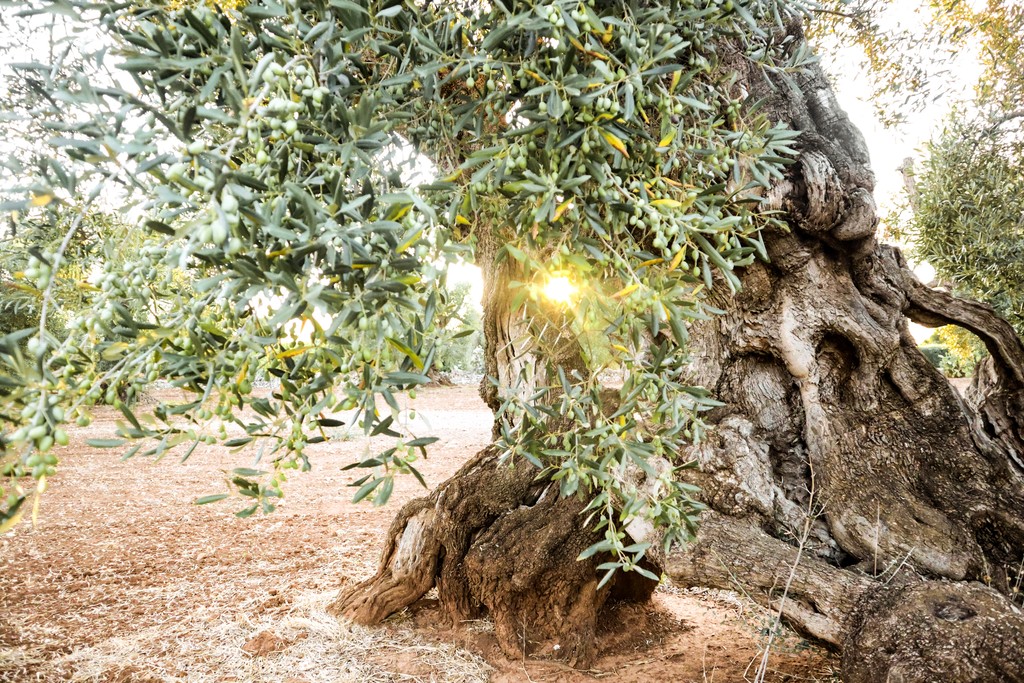 Rocks with Millennia-old olive trees rooted in terra rossa soil along the Via Traiana in the background