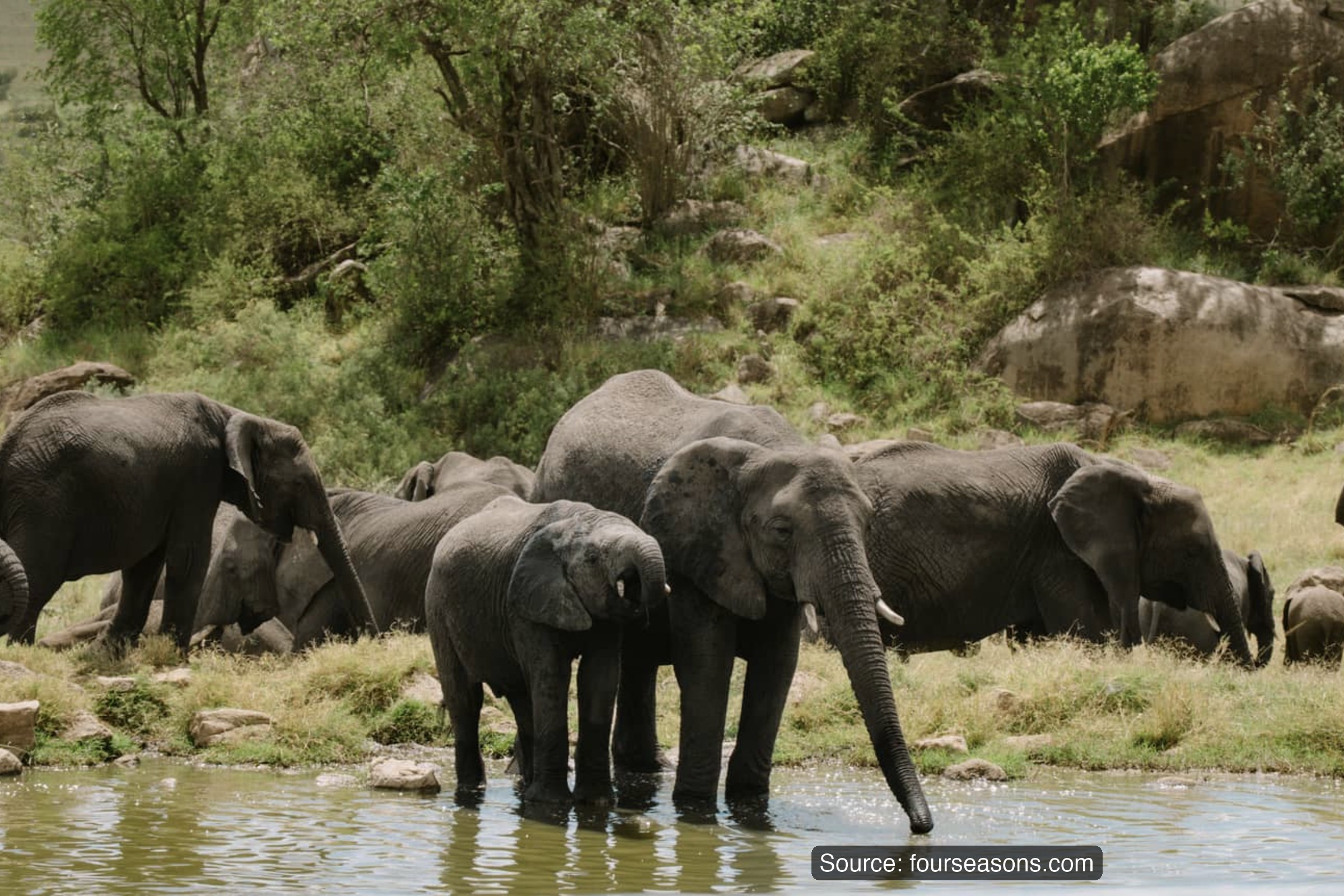 Four Seasons Safari Lodge Serengeti – elephants at the watering hole
