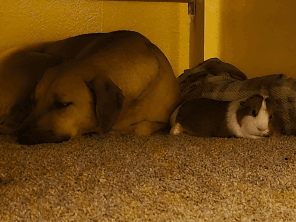 A photograph of a brown dog sleeping under a bed next to a brown and white guinea pig.